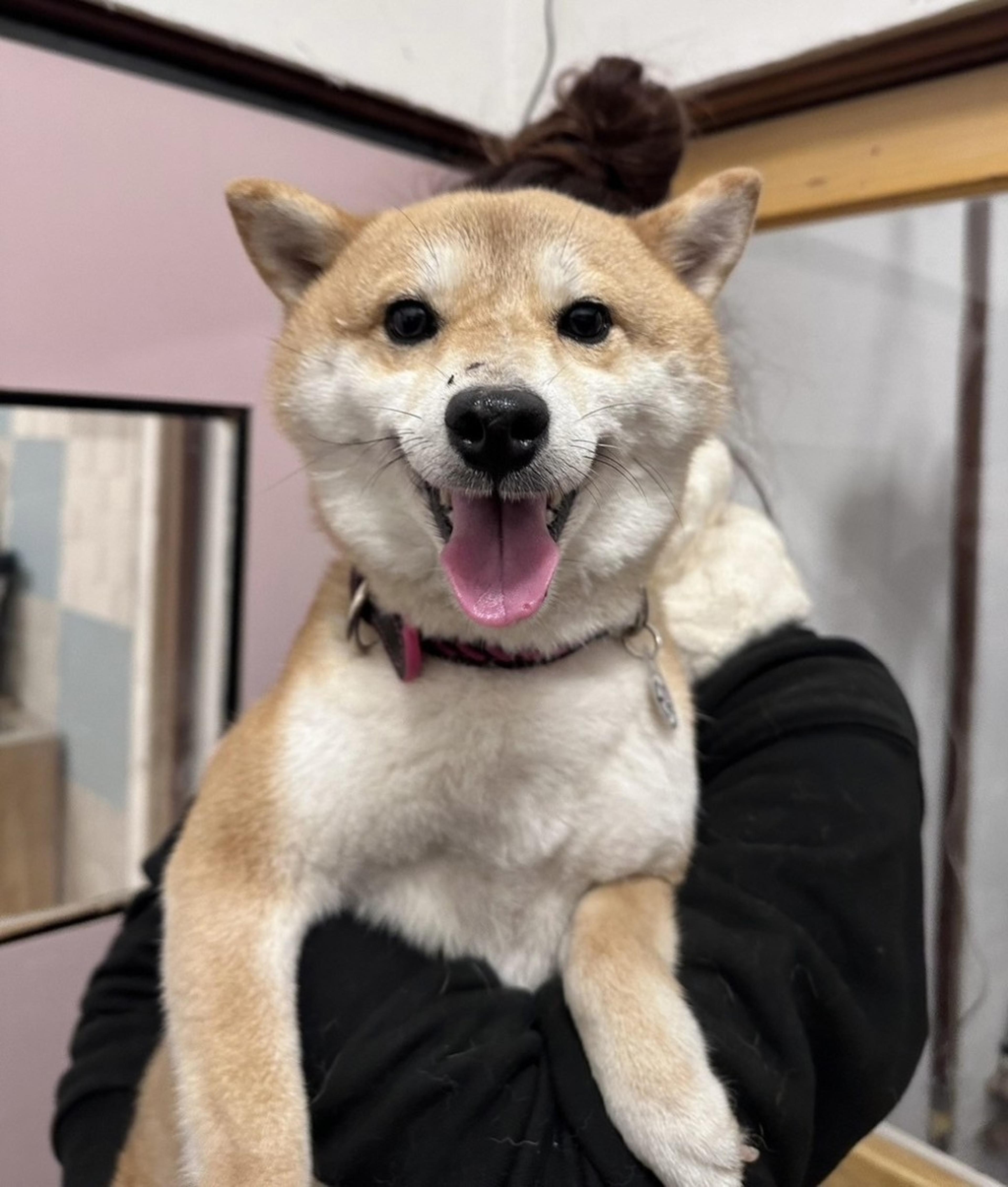 pet-image-6