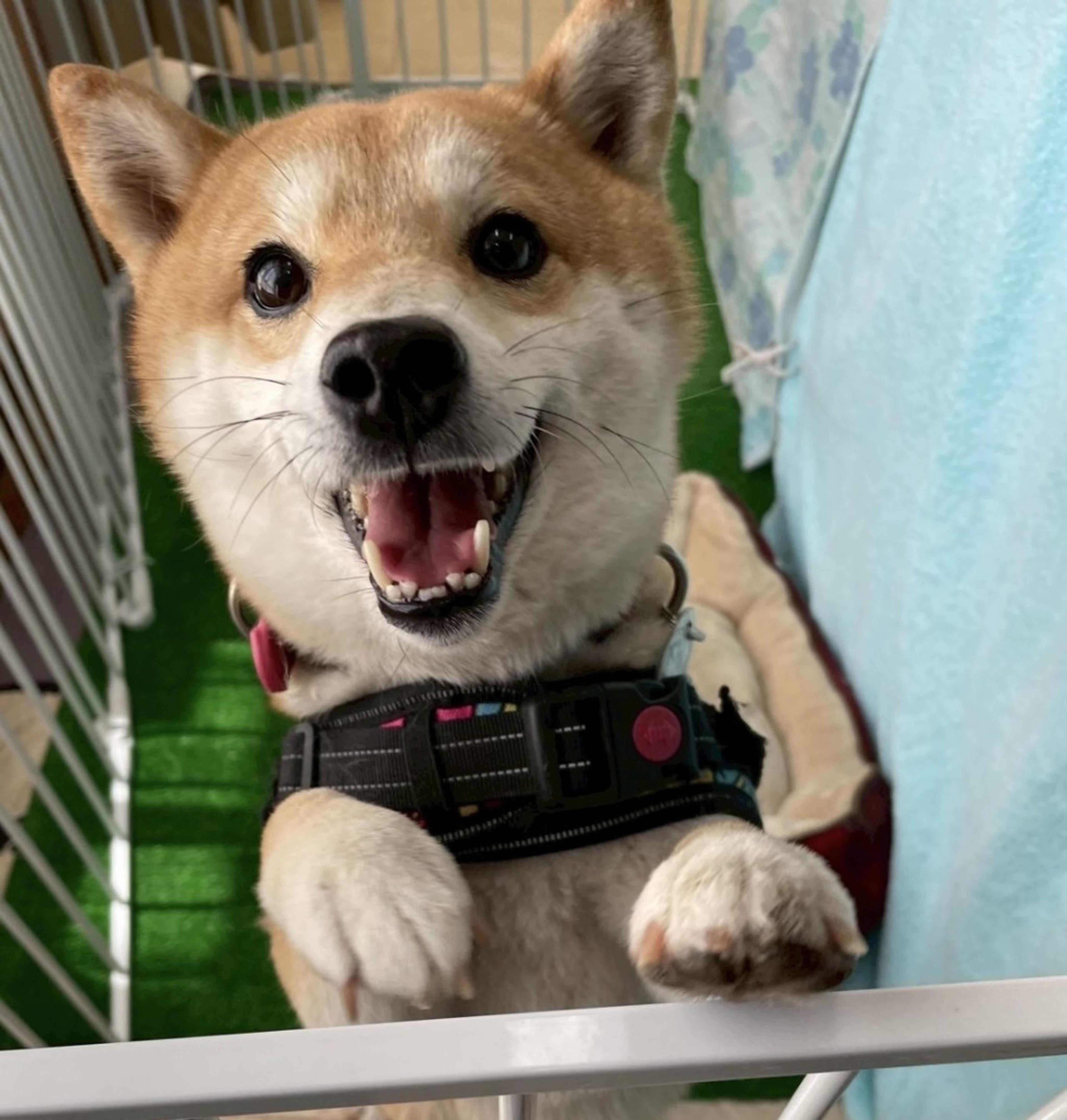 pet-image-2