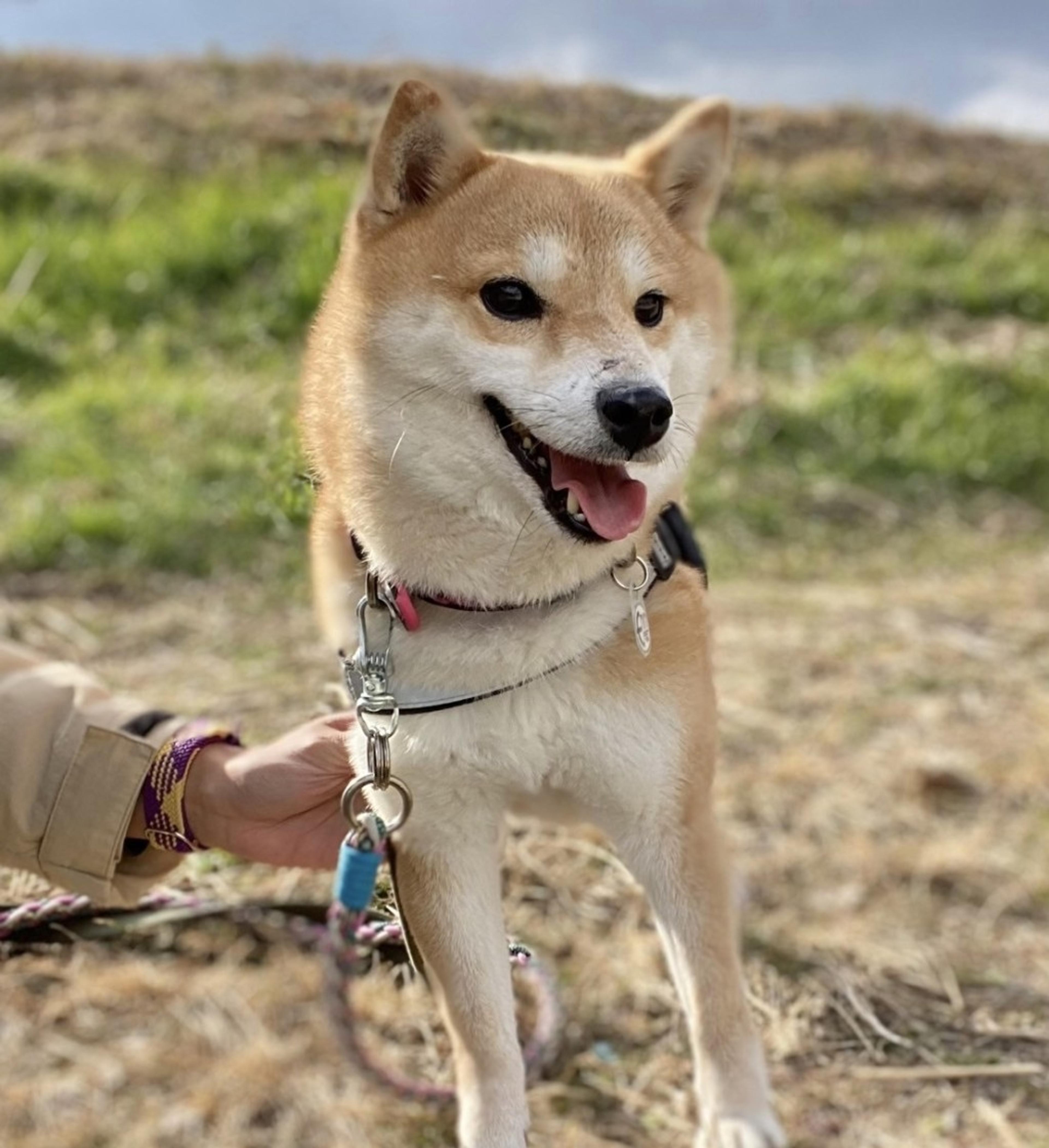 pet-image-3