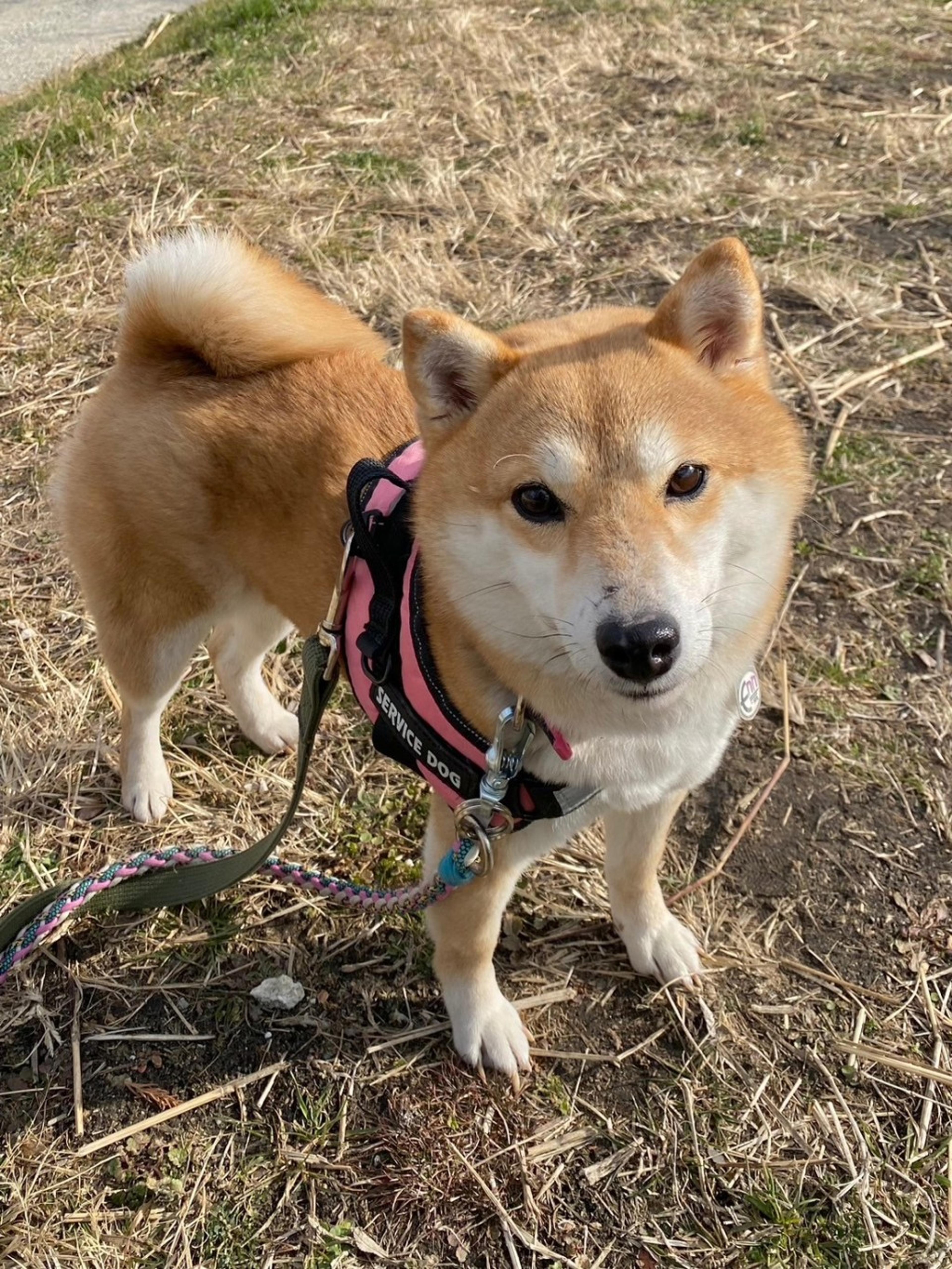 pet-image-4