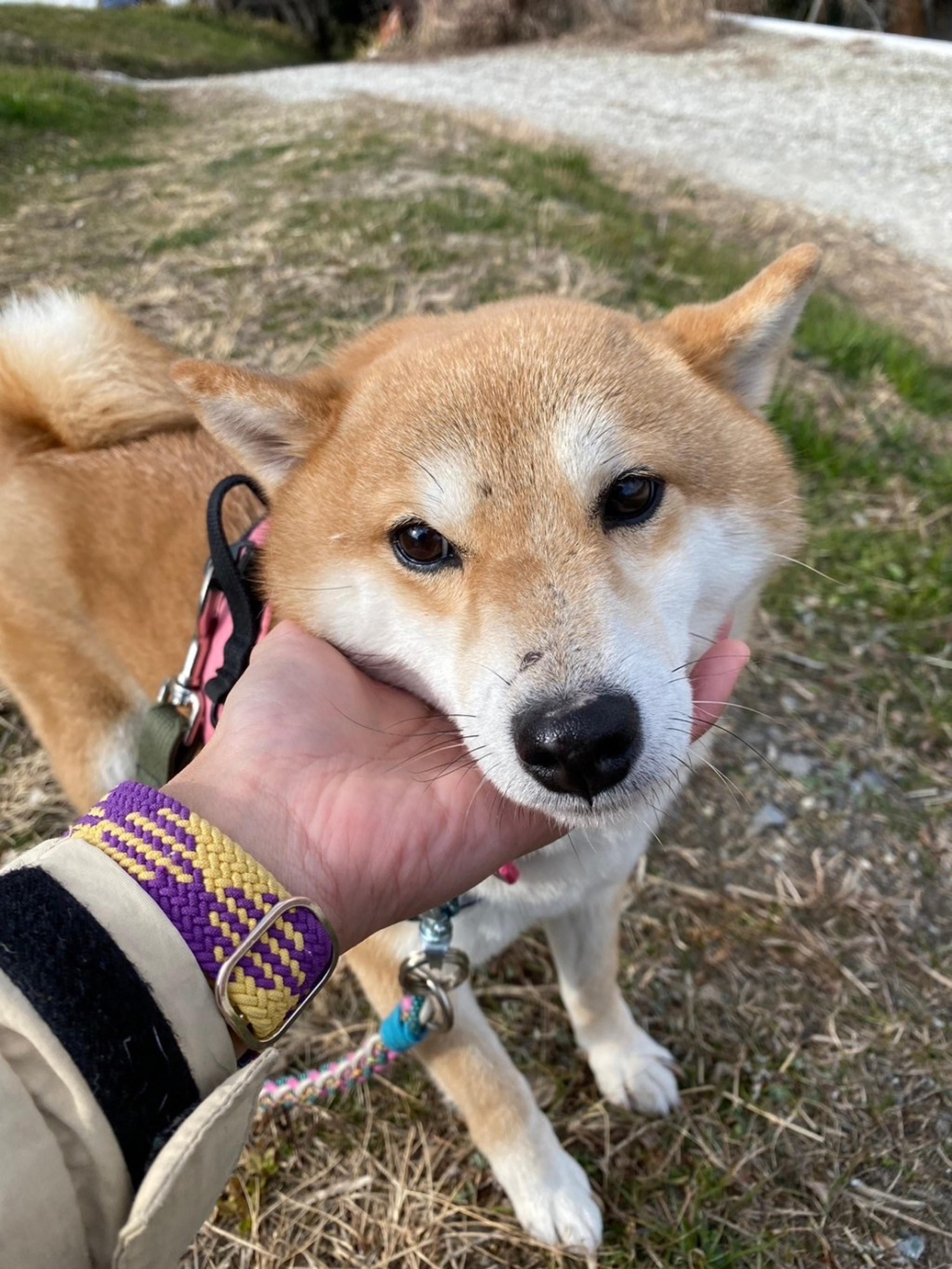 pet-image-7