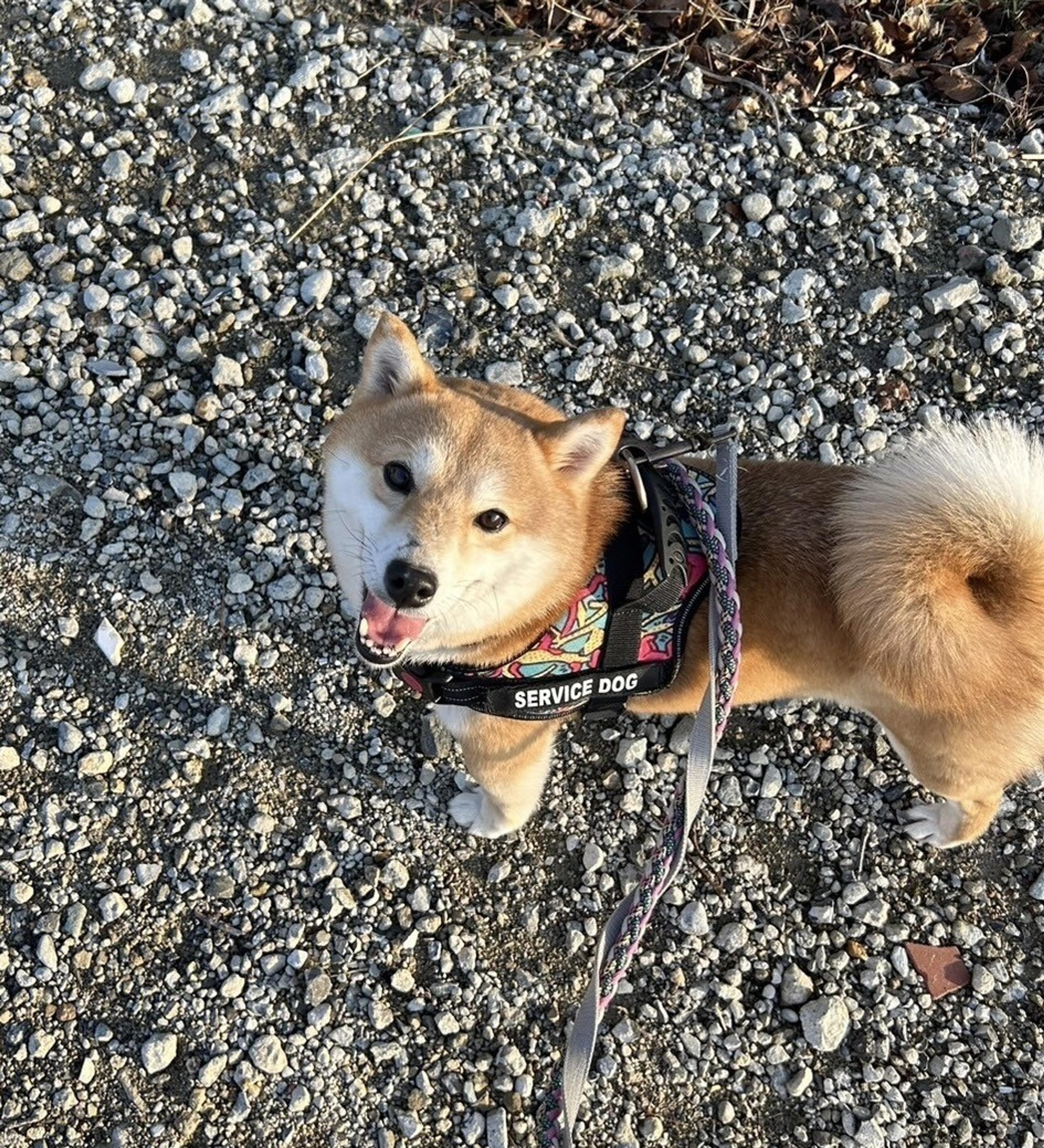 pet-image-8