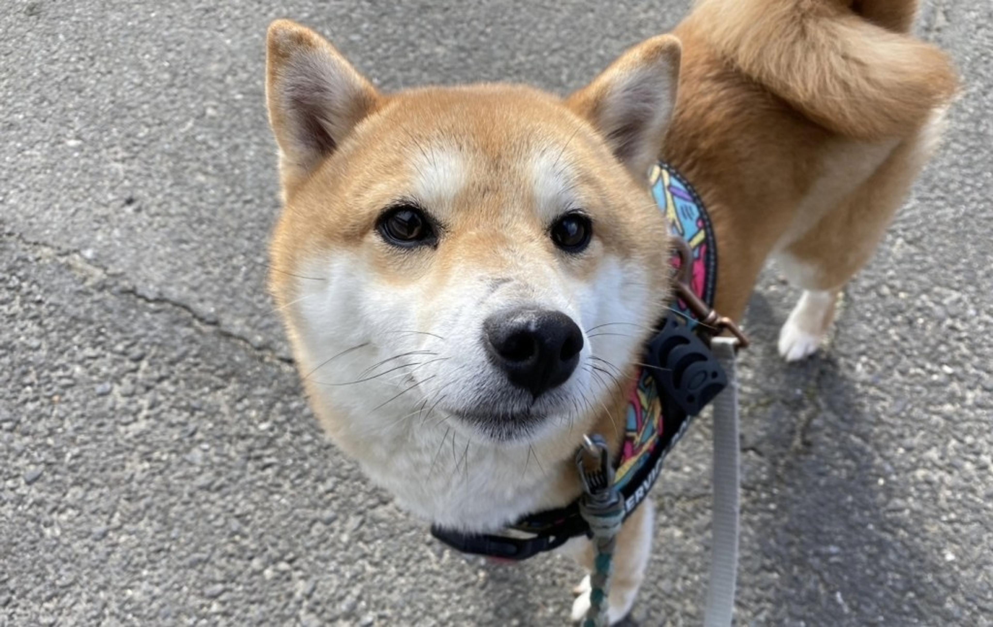 pet-image-9