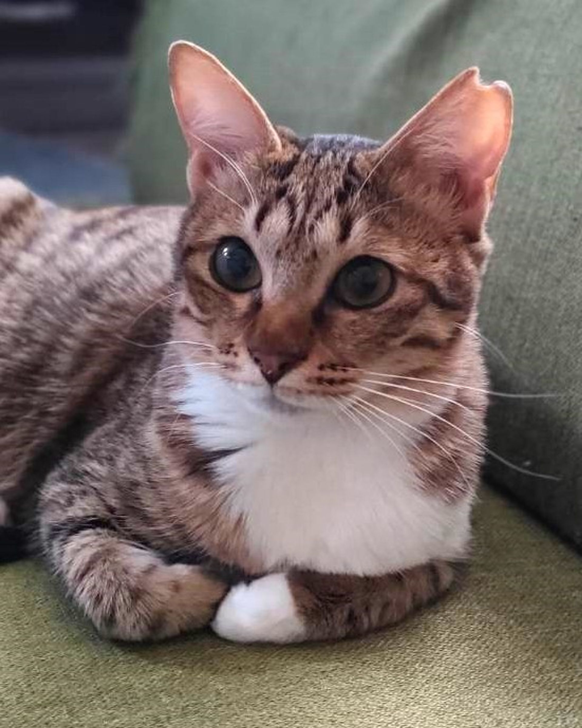 雑種（ミックス猫）・メスの里親募集の写真