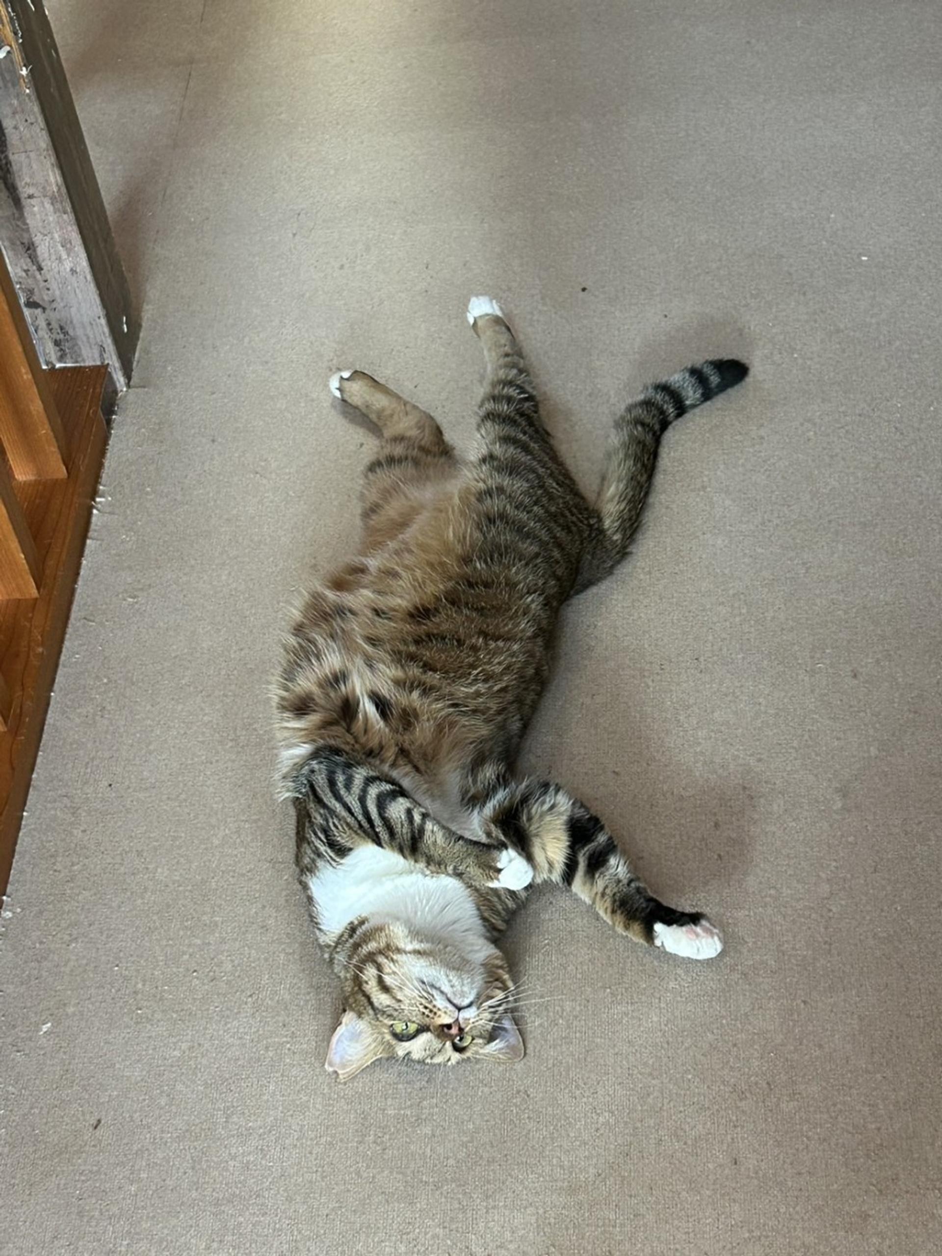 pet-image-2