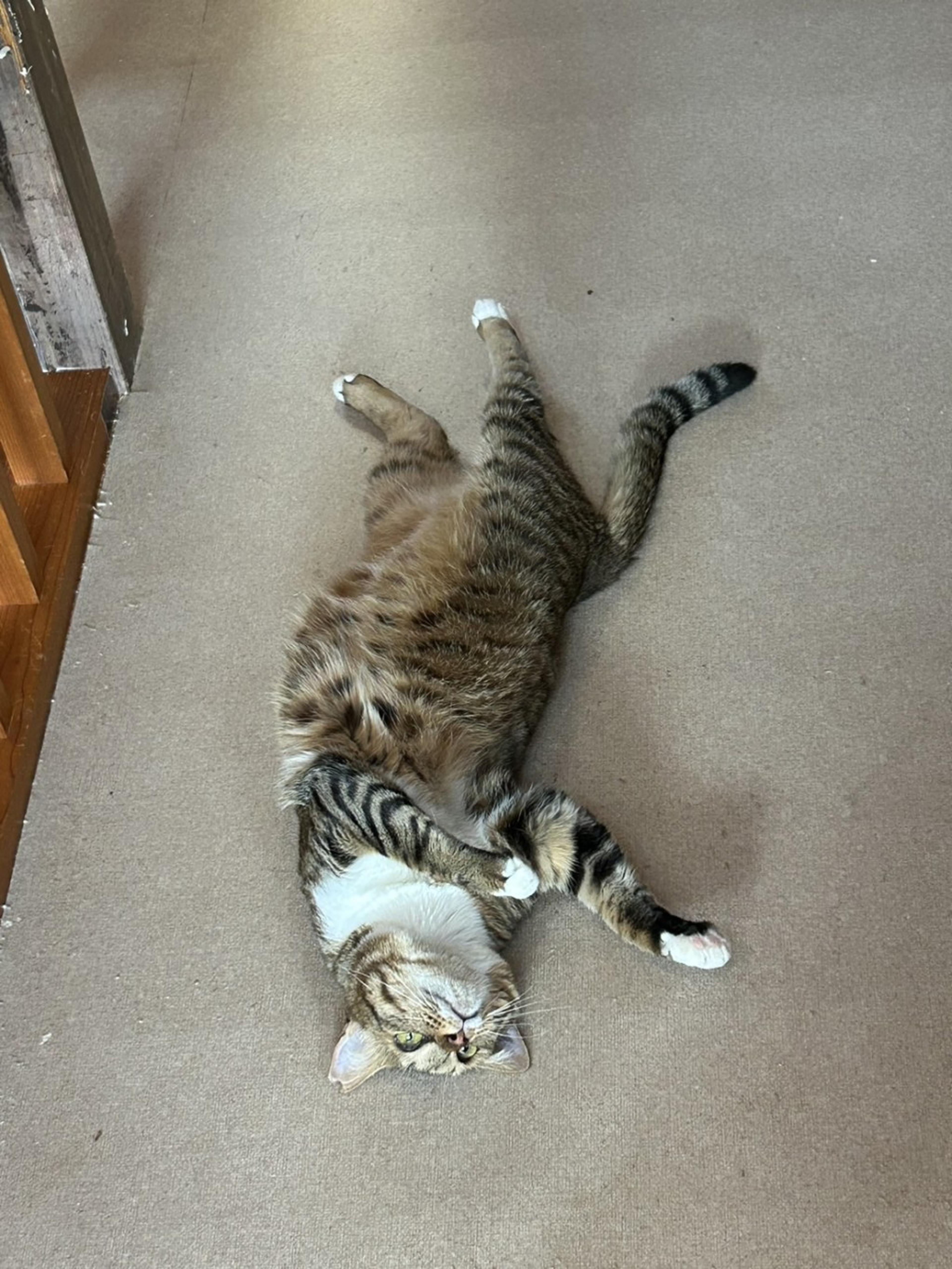 pet-image-2