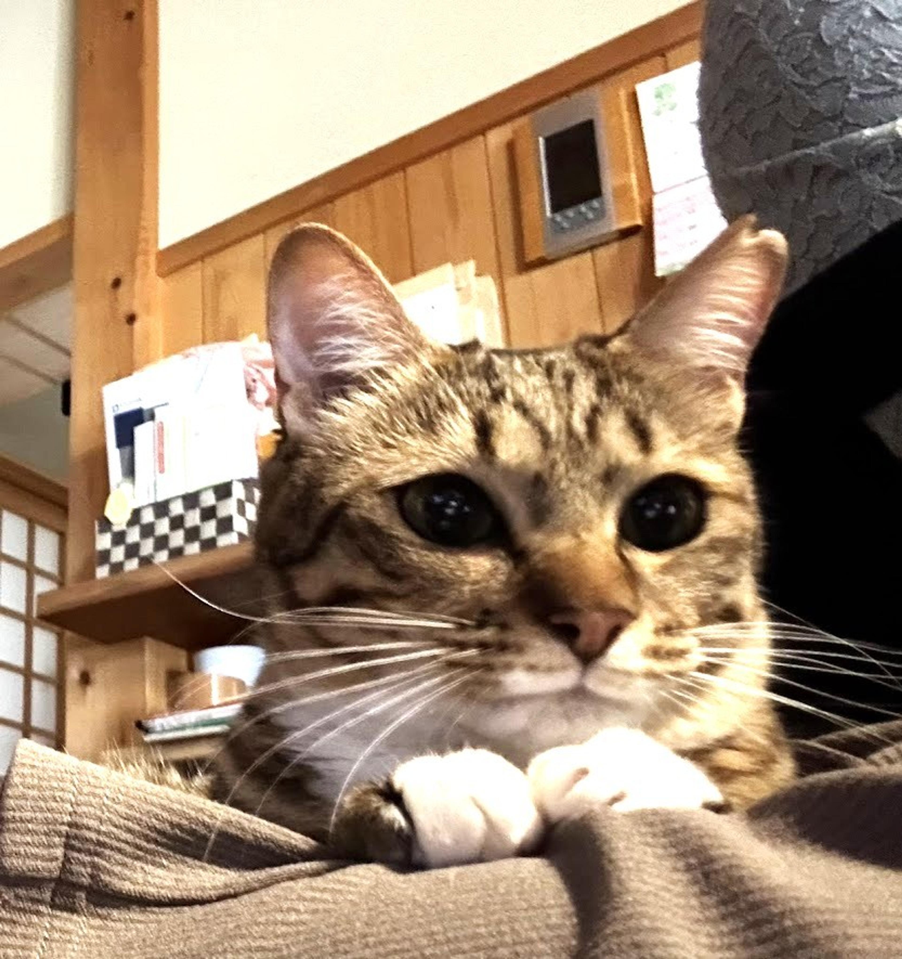 pet-image-3