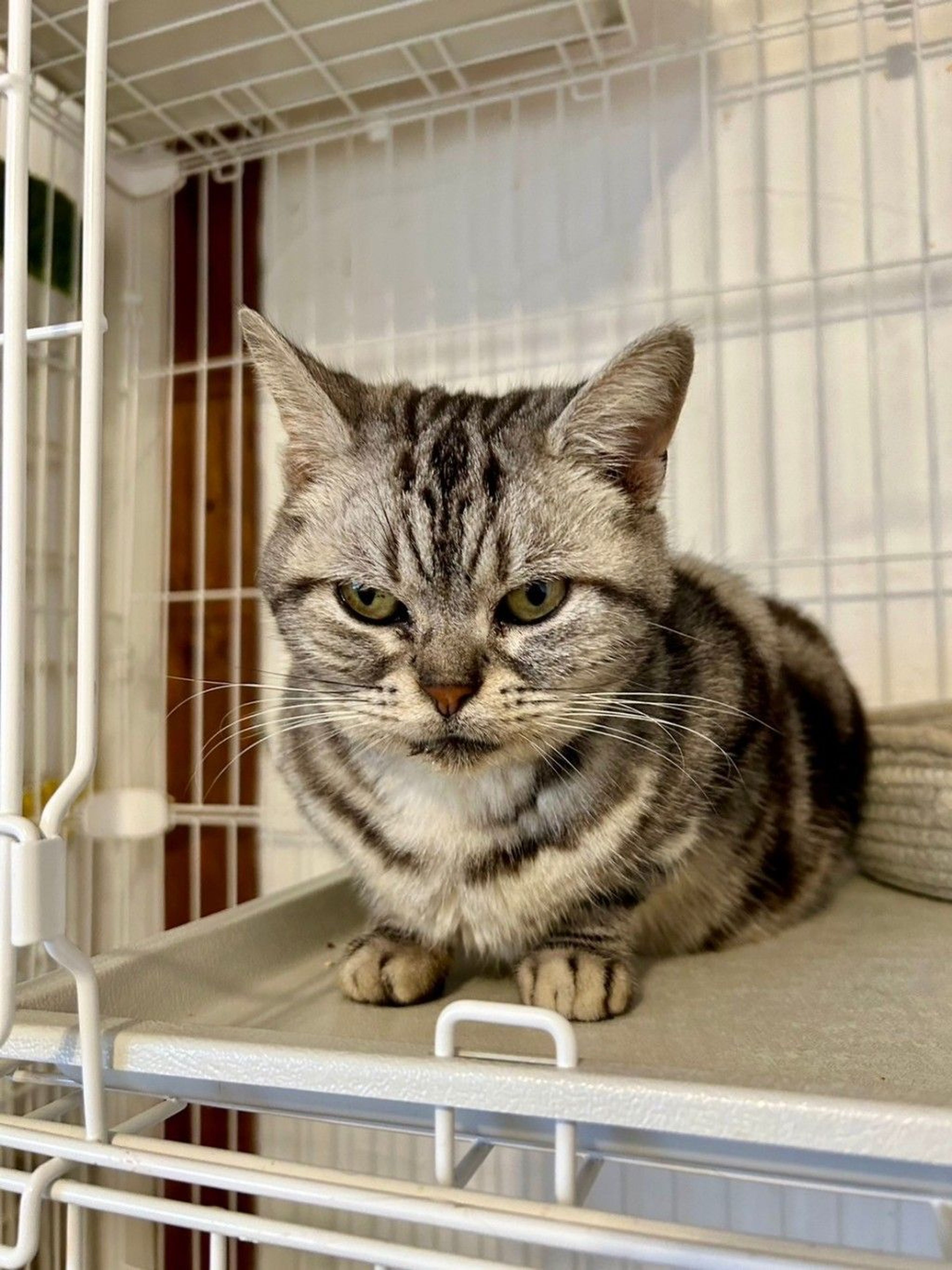 アメリカンショートヘア・メスの里親募集の写真