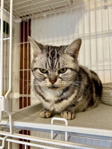 アメリカンショートヘア・メスの里親募集の写真