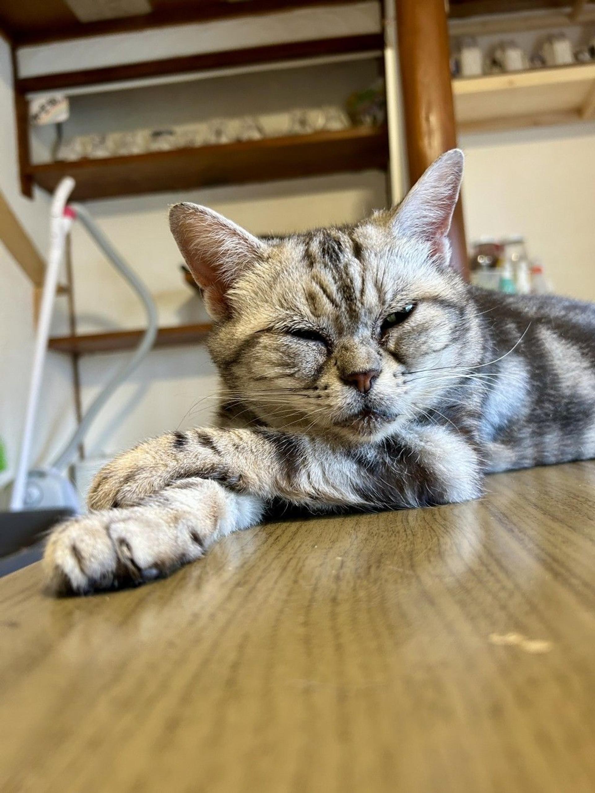 pet-image-5