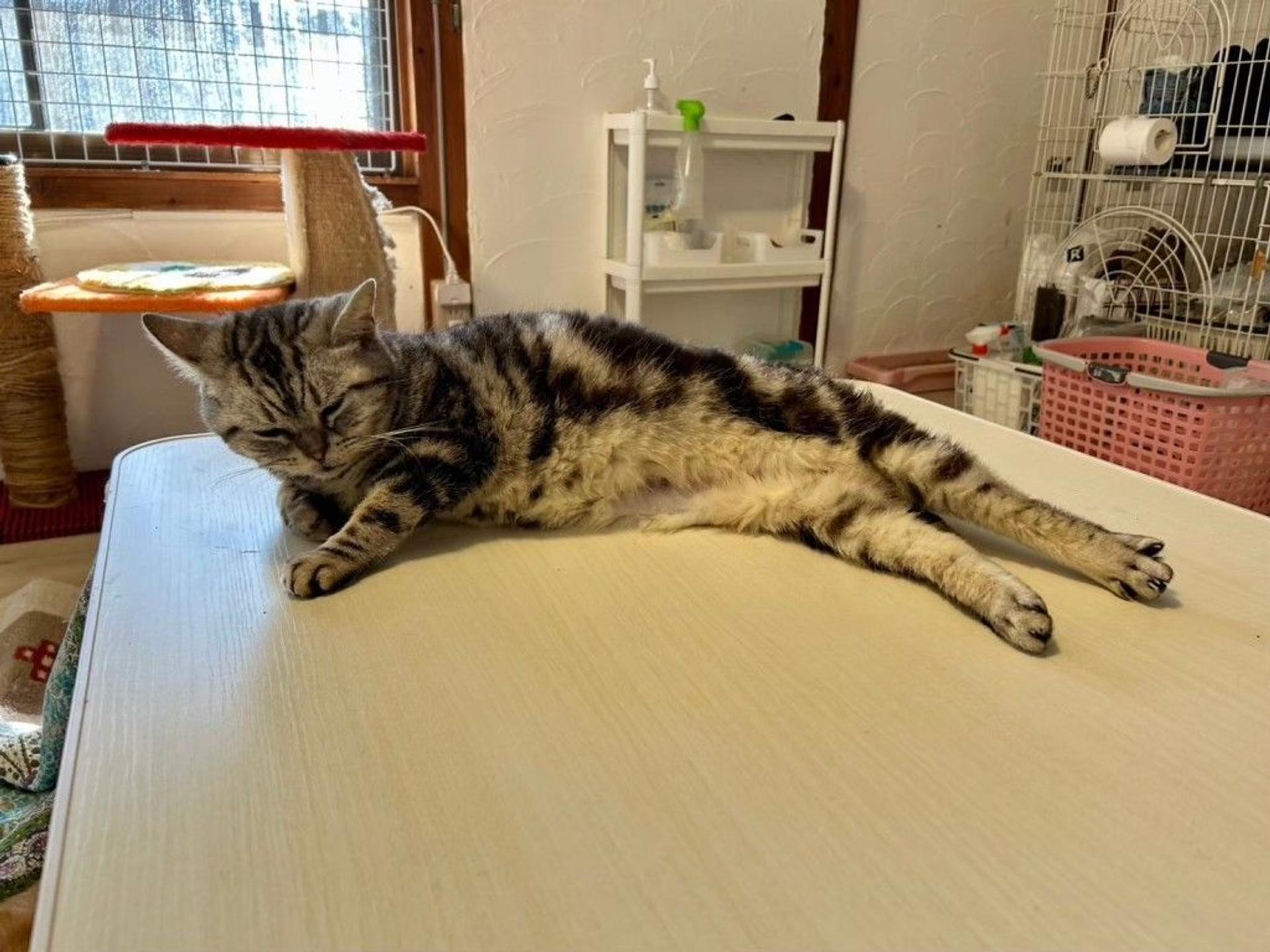 pet-image-9