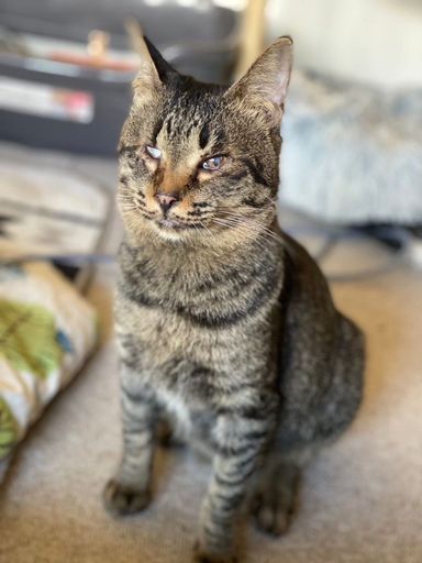 雑種（ミックス猫）・オスの里親募集の写真