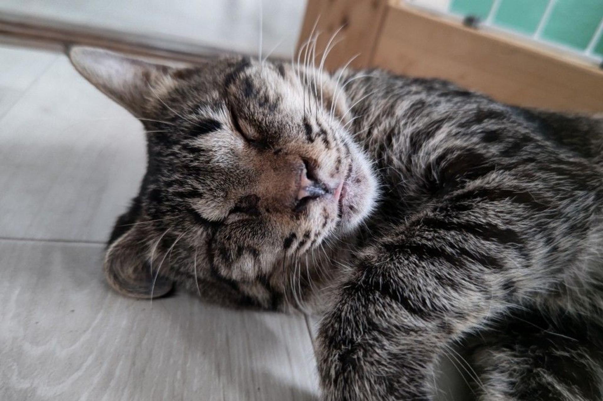 pet-image-5