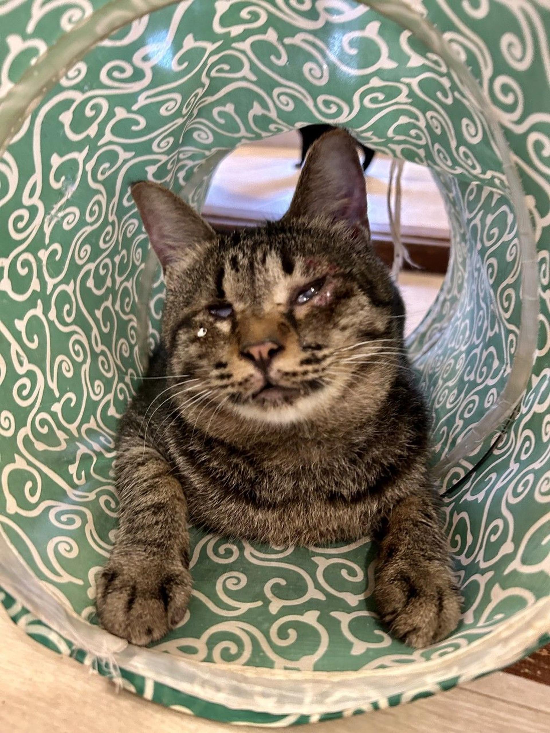 pet-image-6