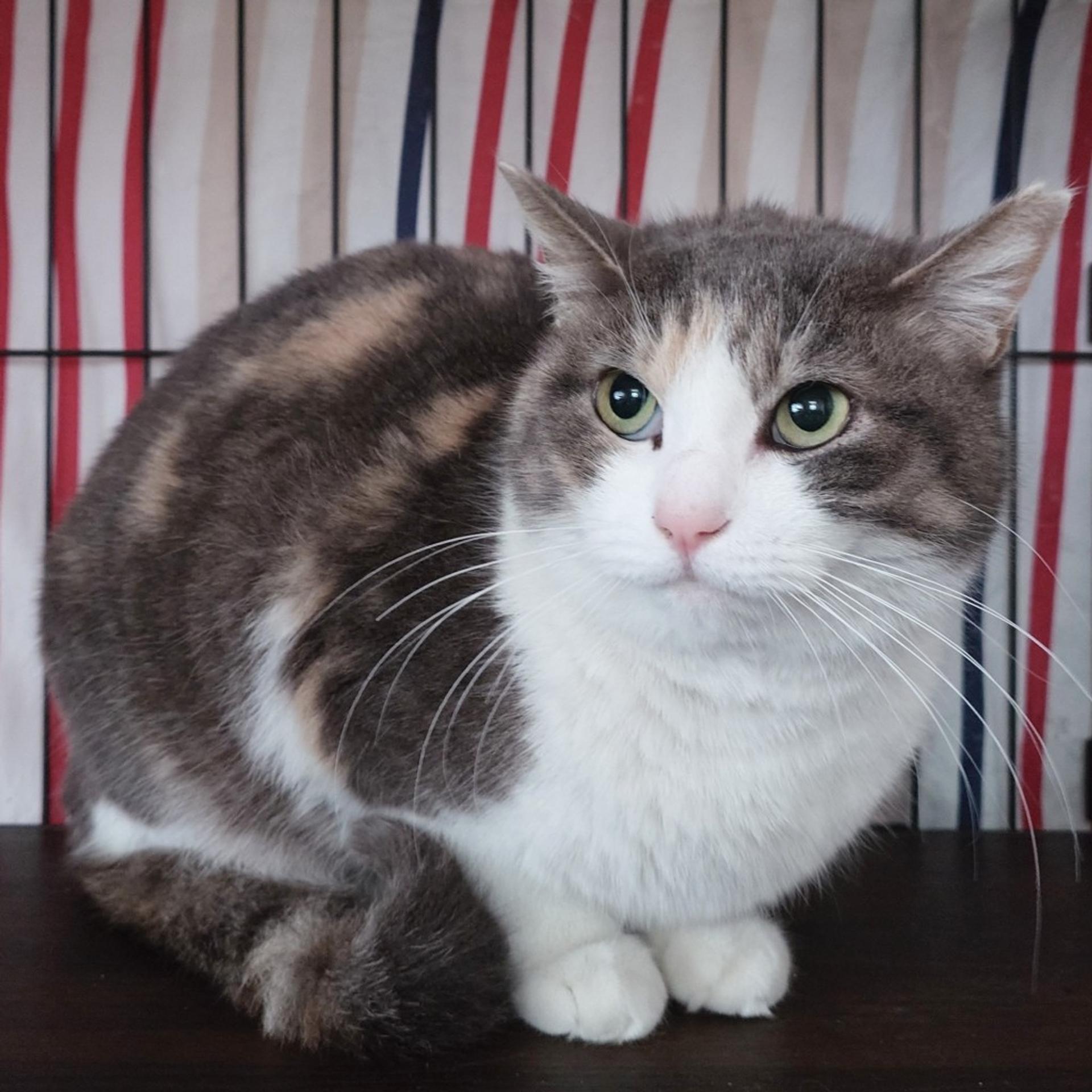 pet-image-5
