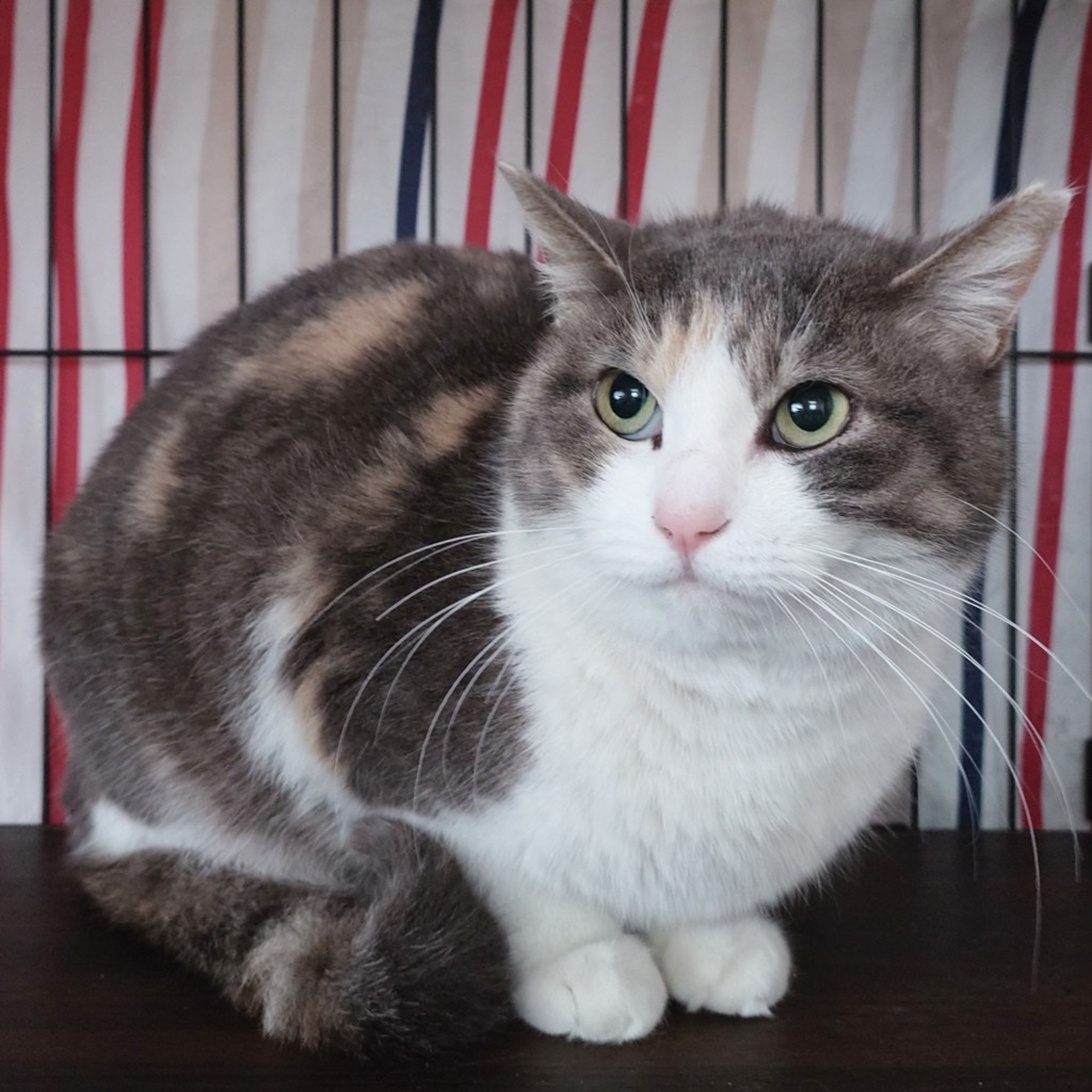 pet-image-5