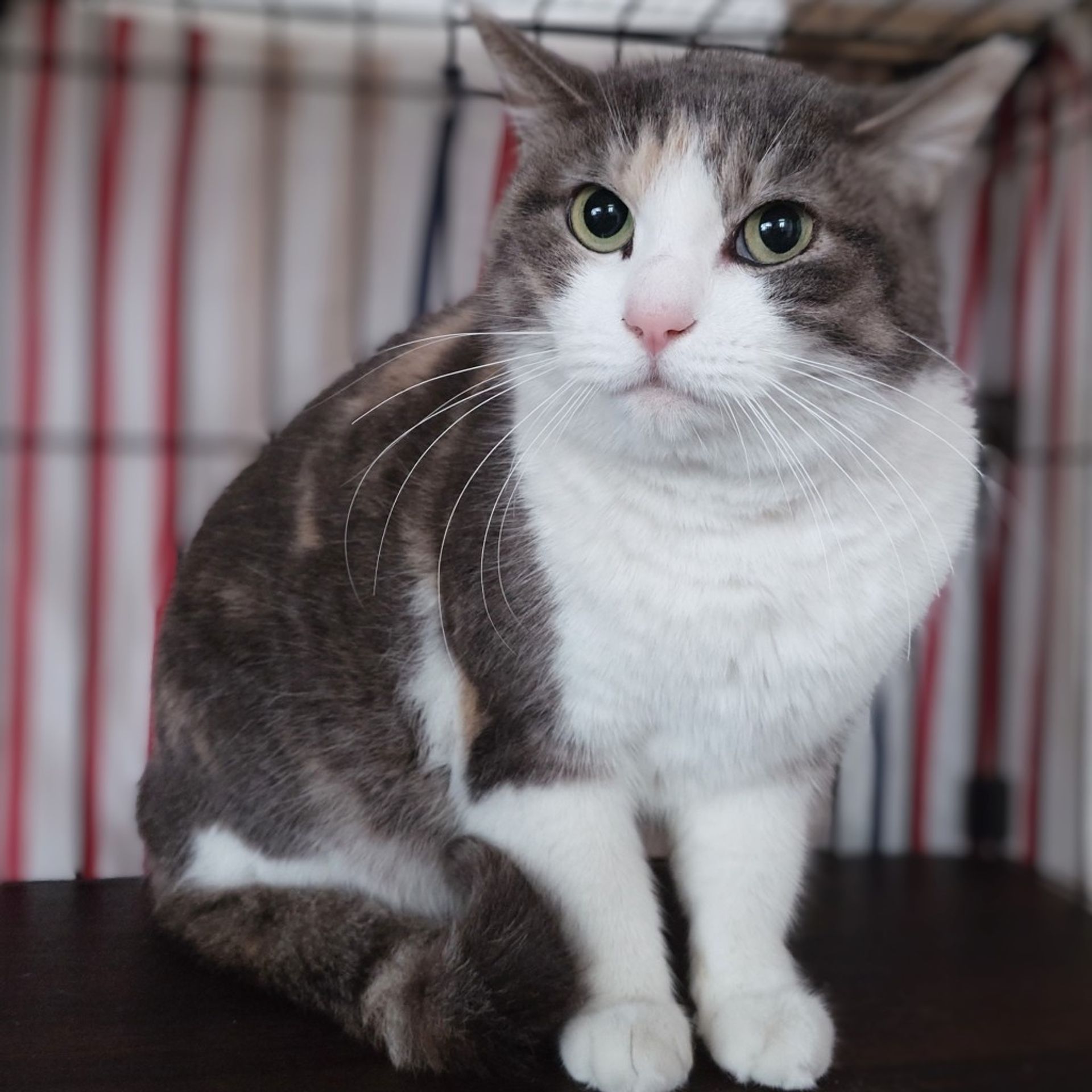 雑種（ミックス猫）・メスの里親募集の写真