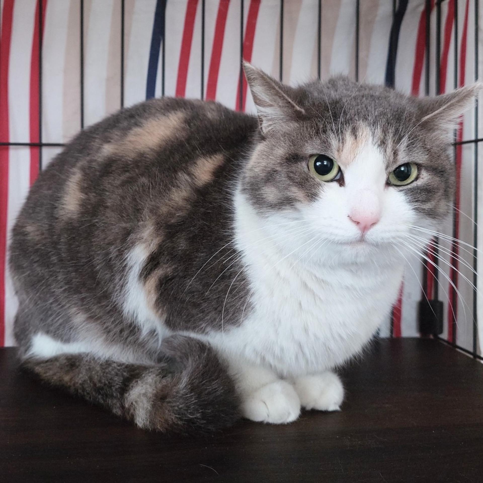 pet-image-8