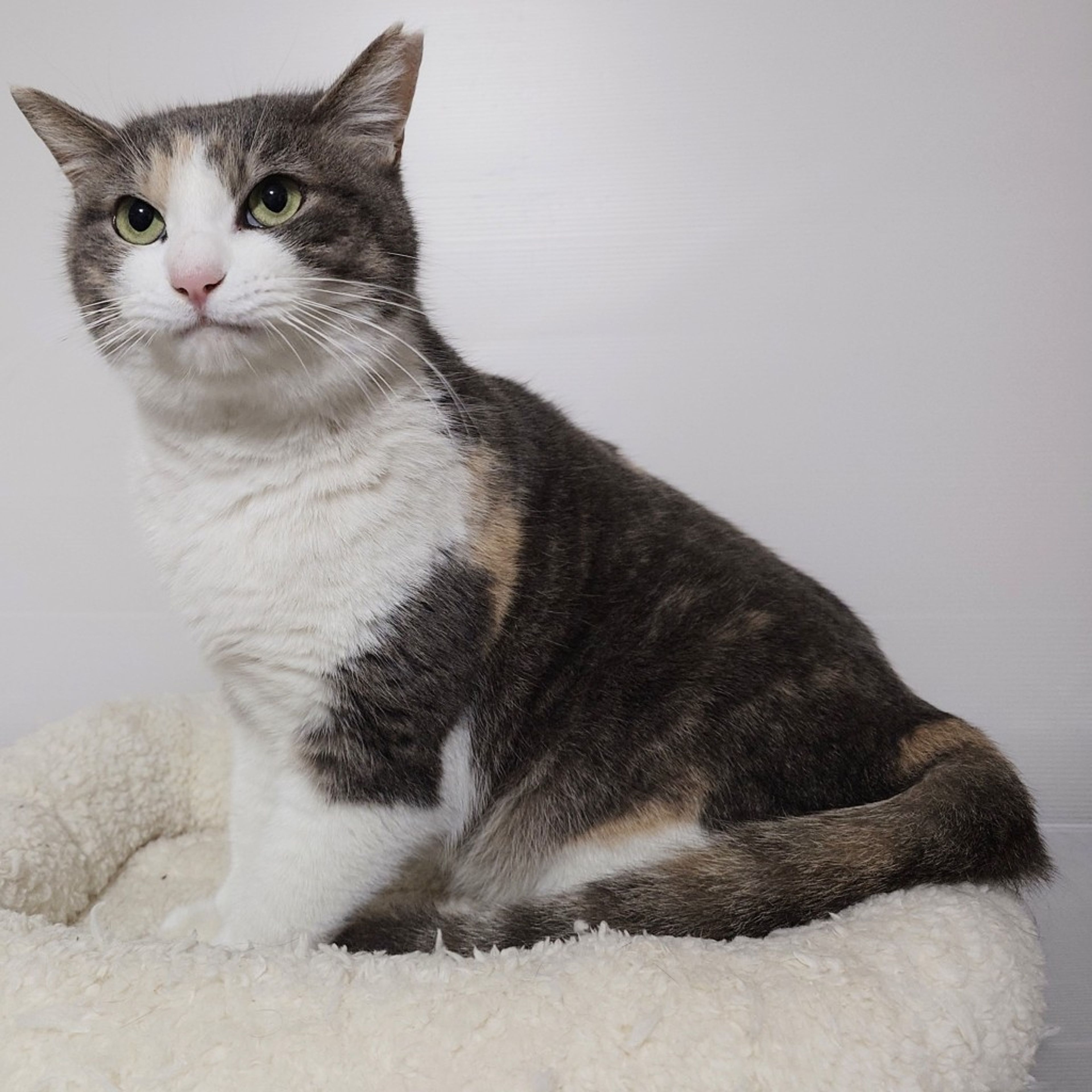 pet-image-9