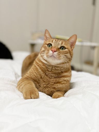 雑種（ミックス猫）・オスの里親募集の写真