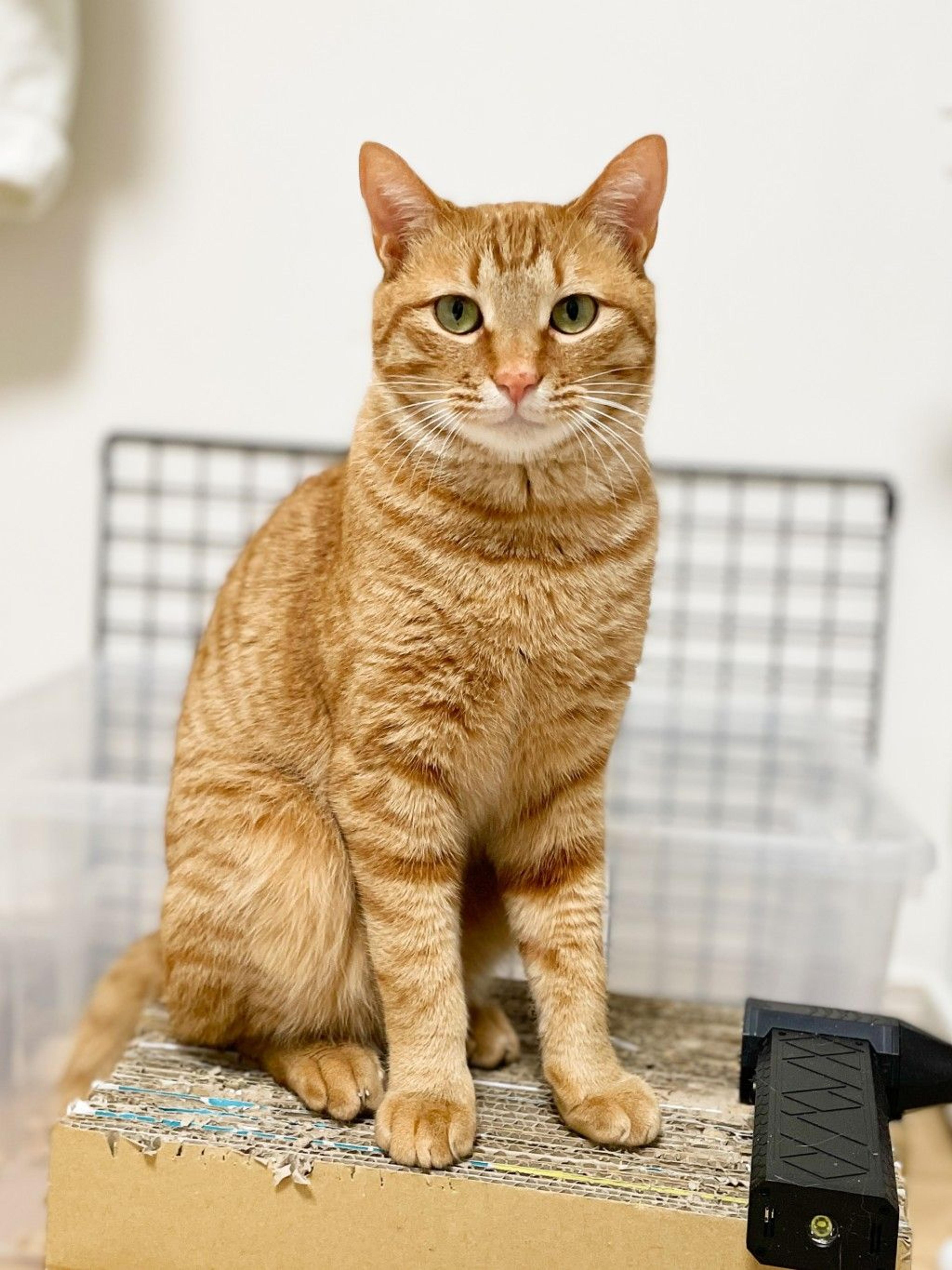 pet-image-2