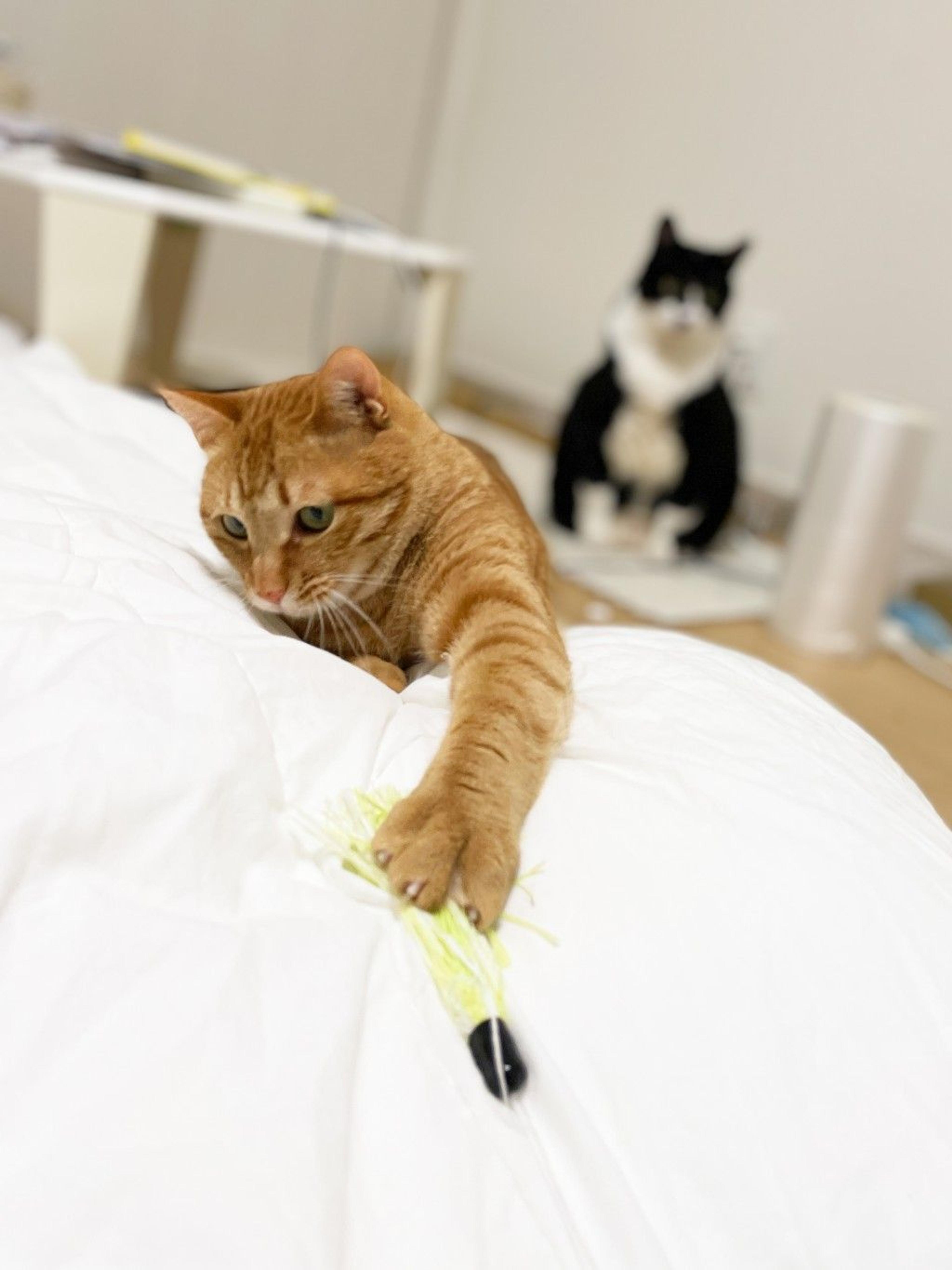 pet-image-3