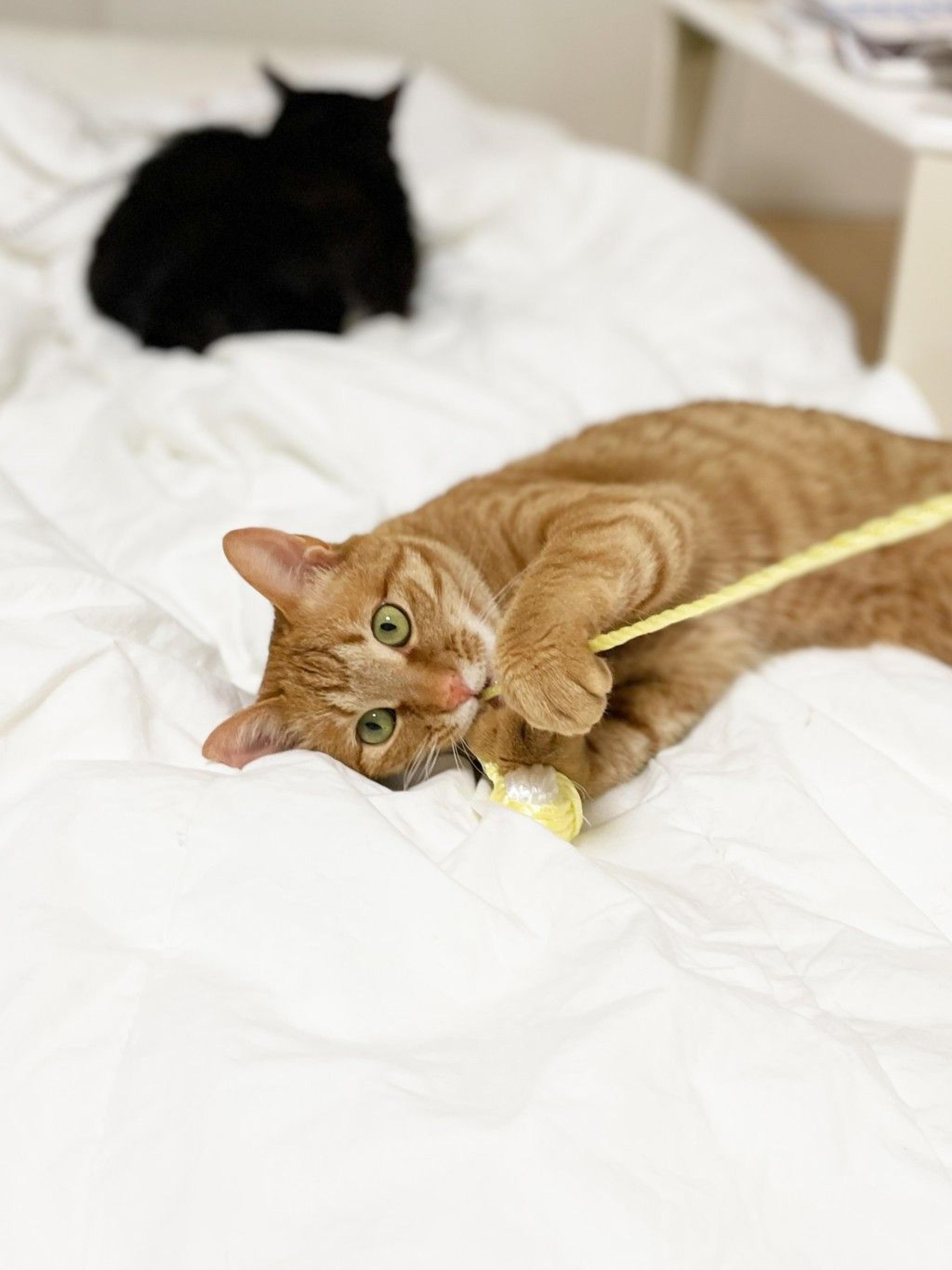 pet-image-4