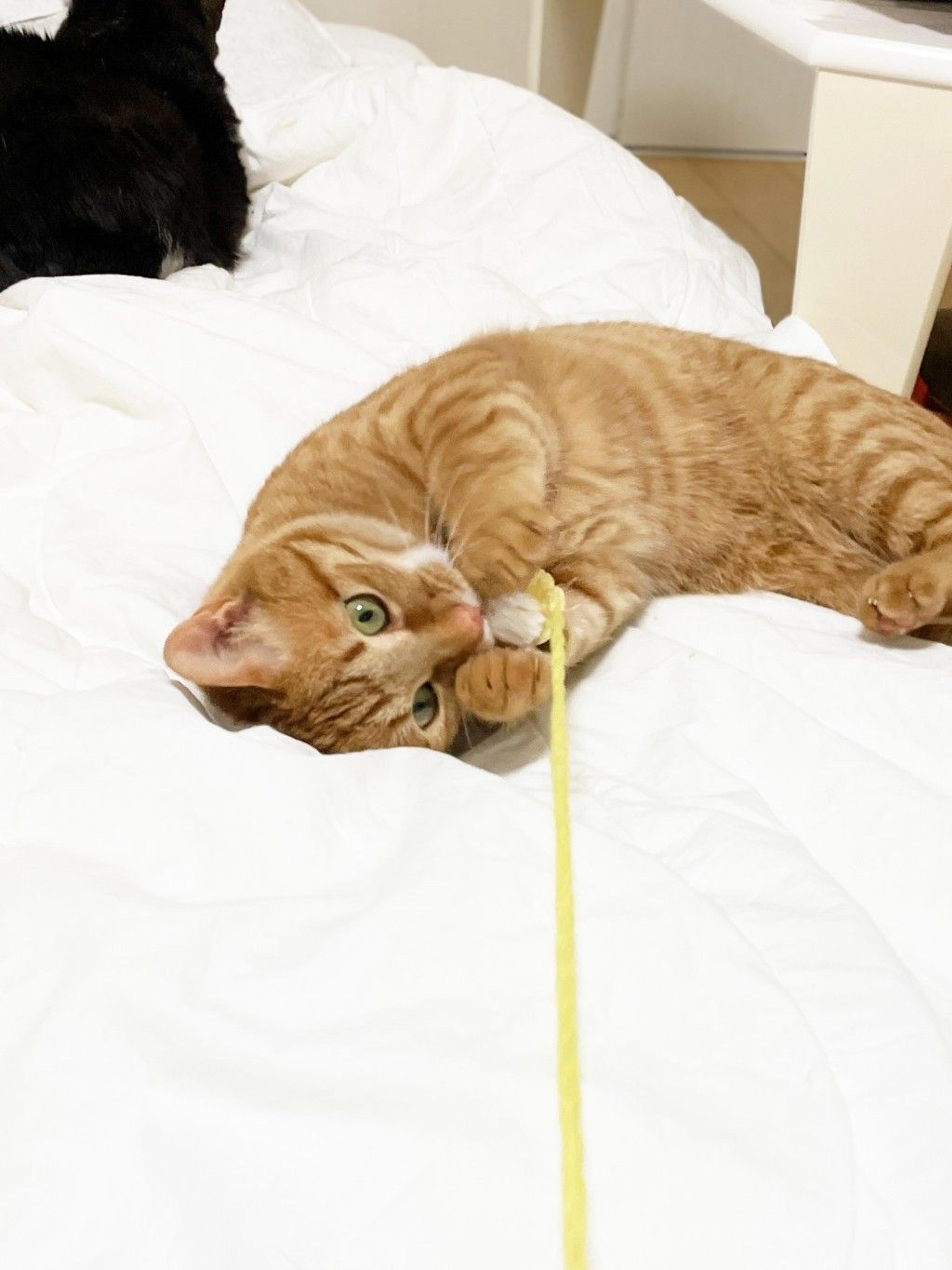 pet-image-5