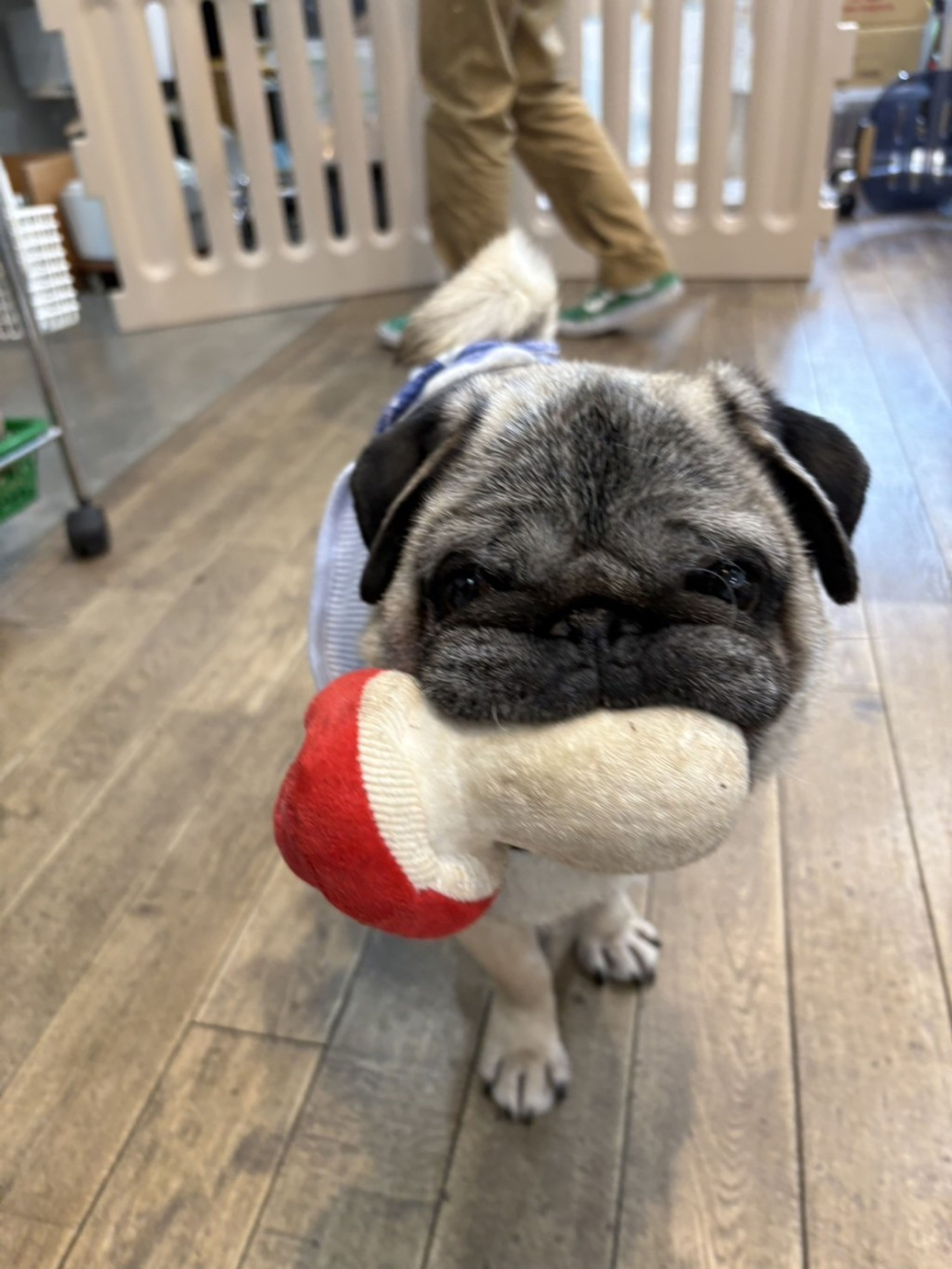 pet-image-2