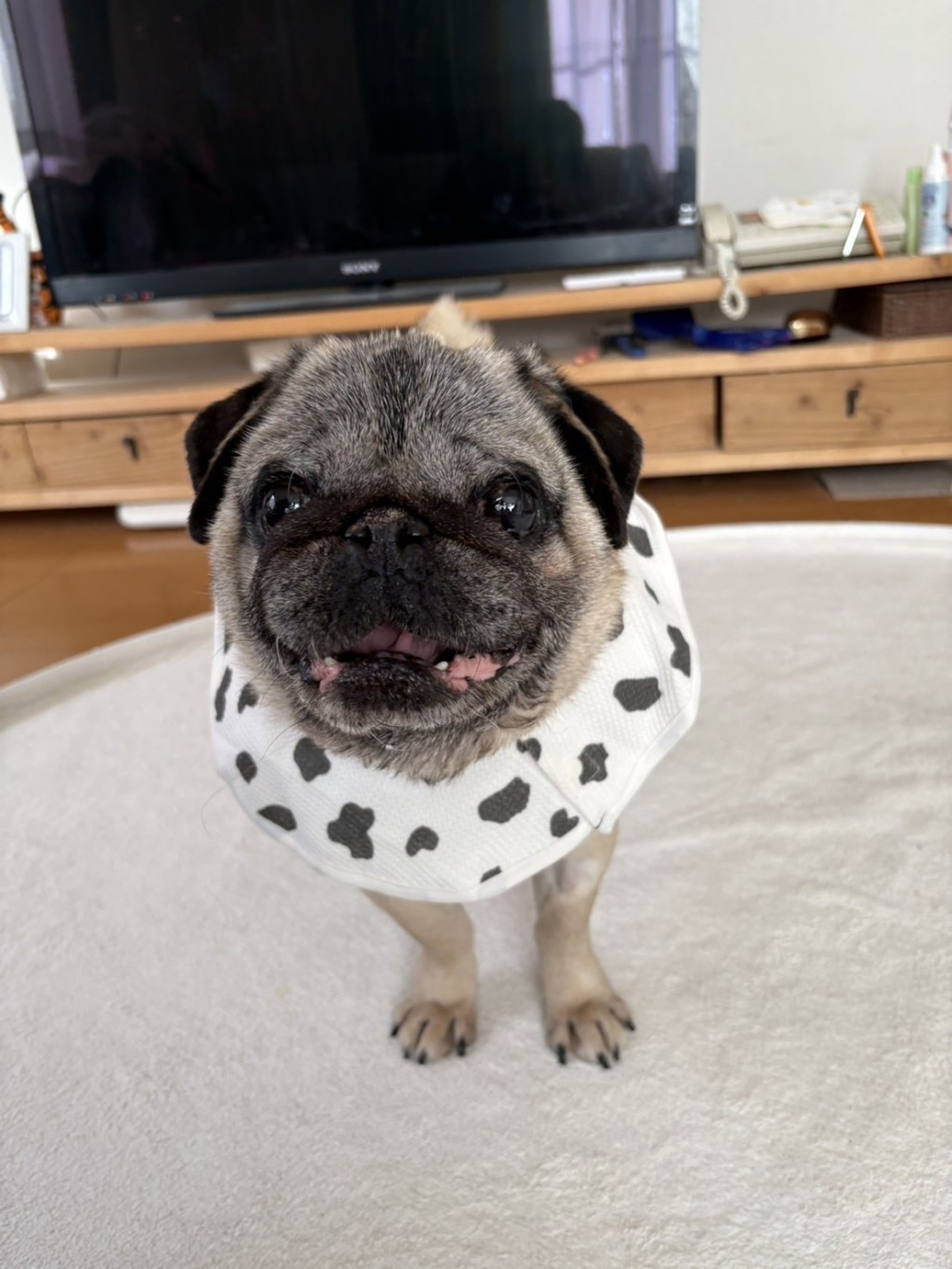 pet-image-5