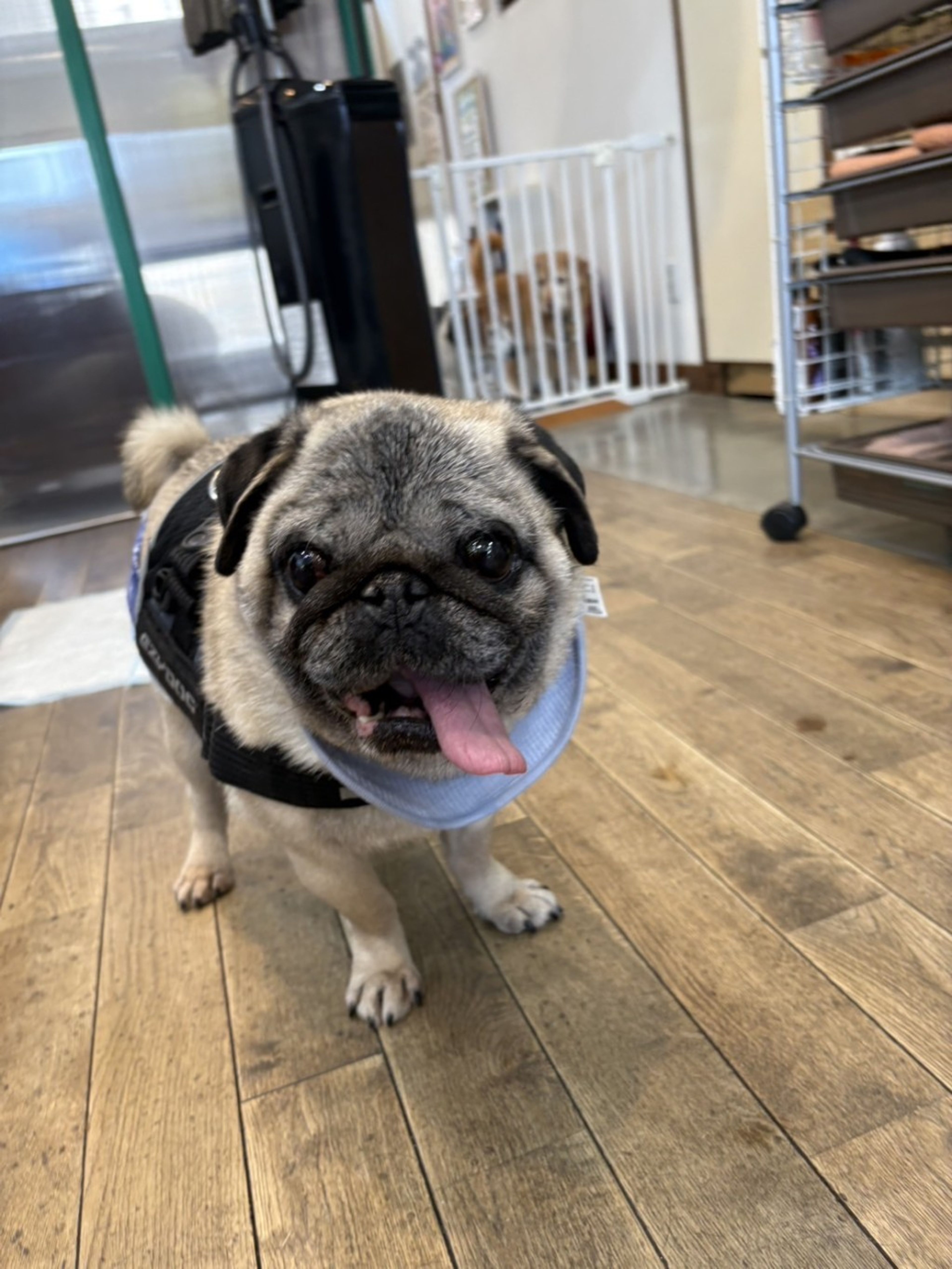 pet-image-6