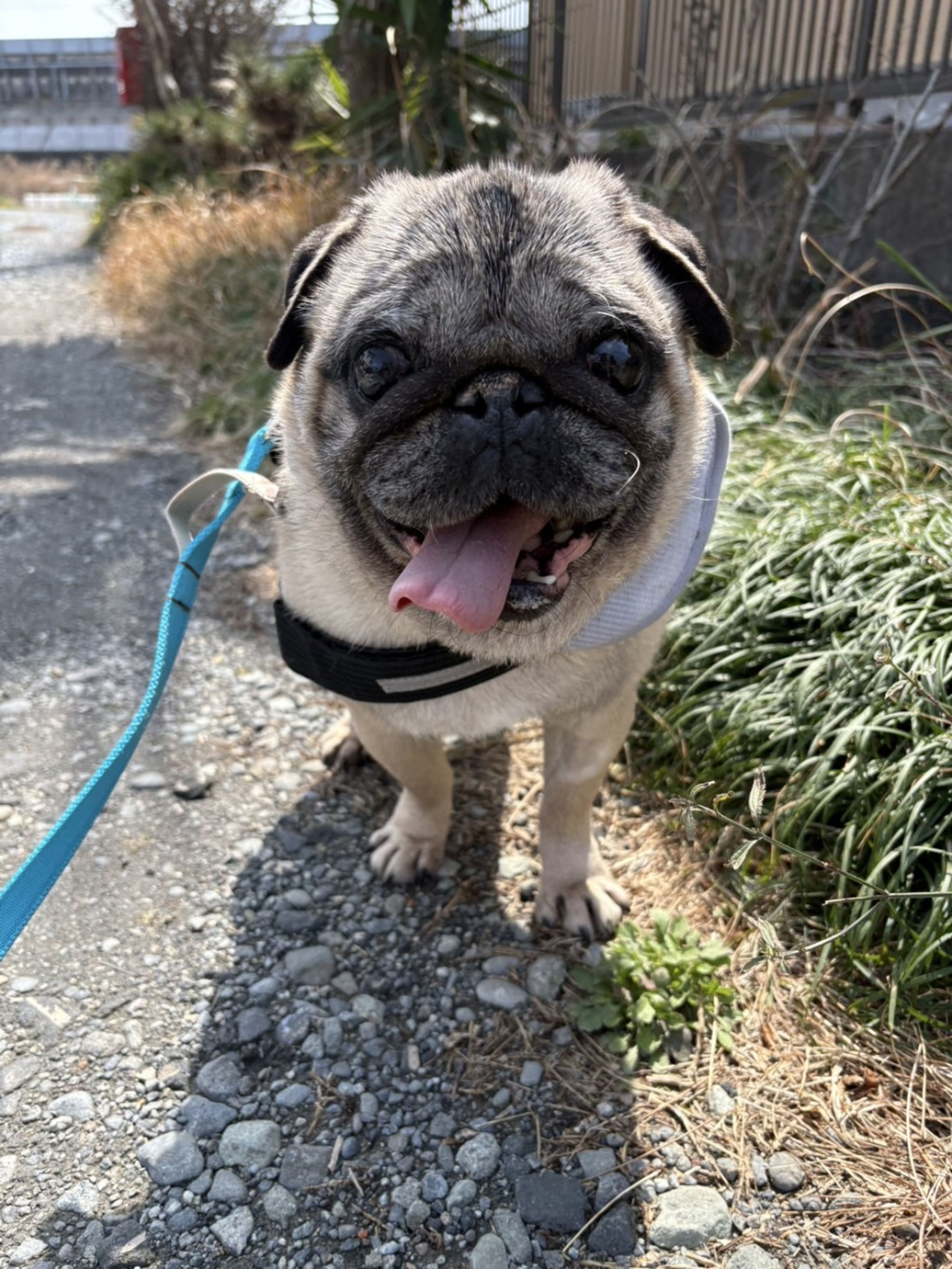 pet-image-3