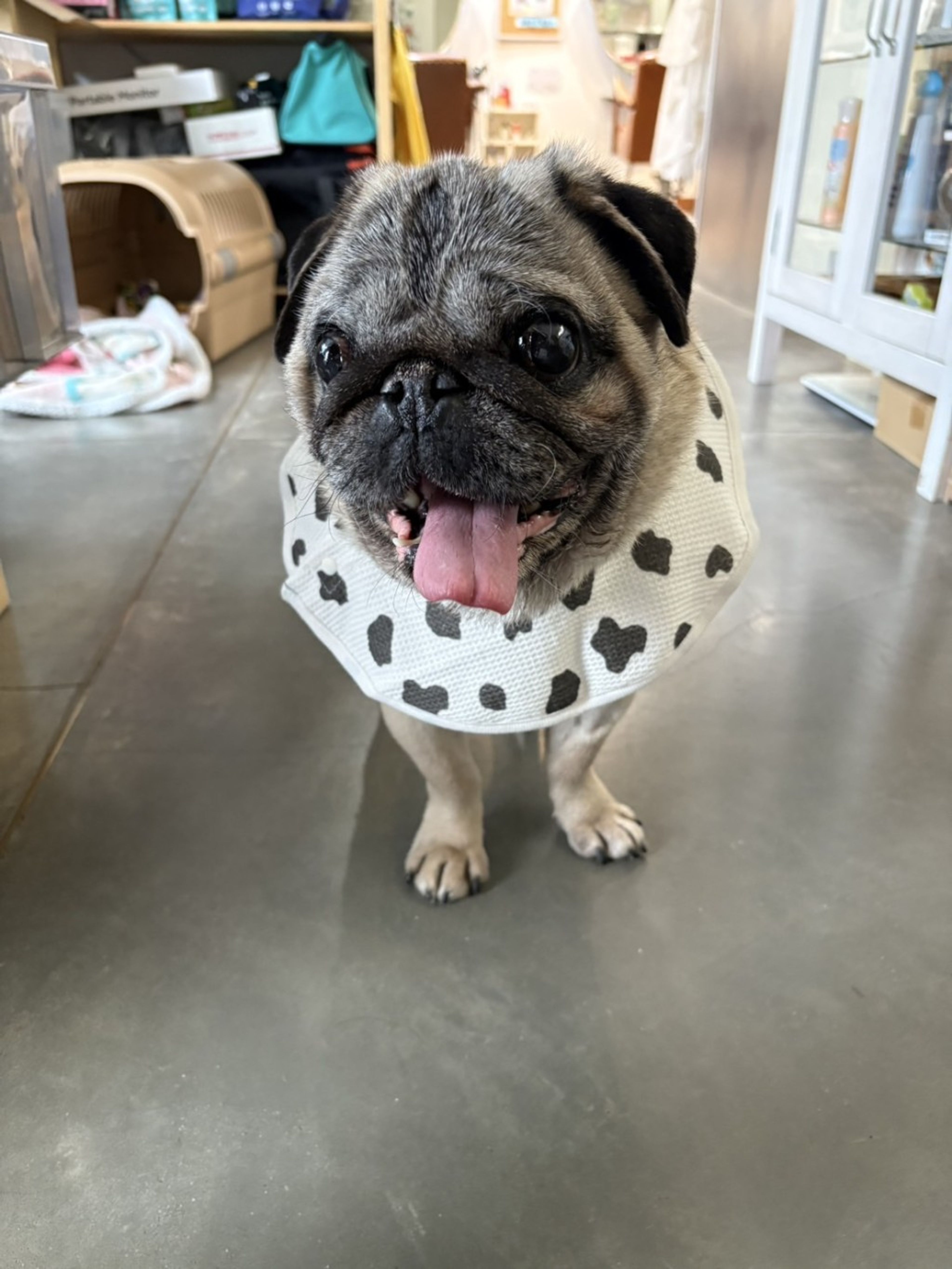 pet-image-4