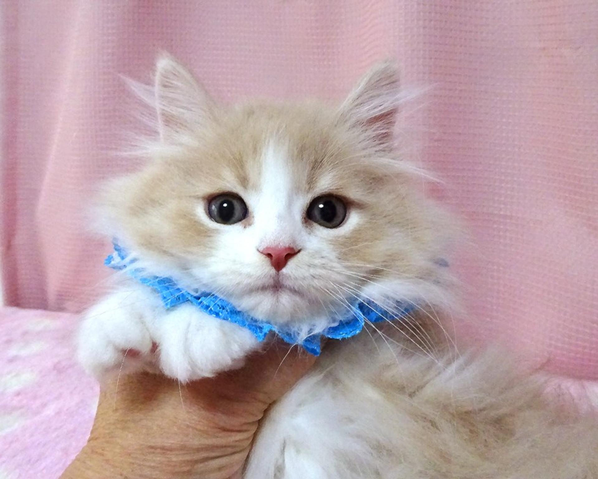 pet-image-2