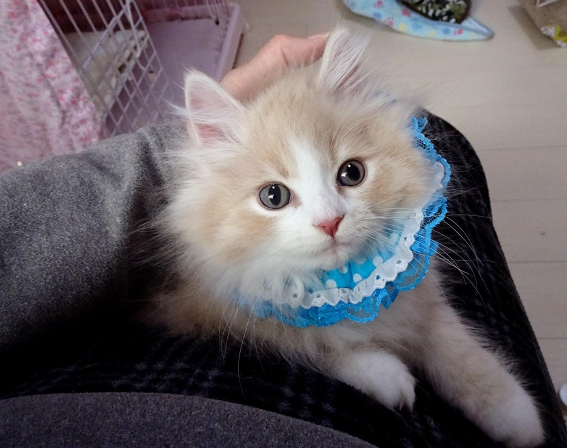 pet-image-4