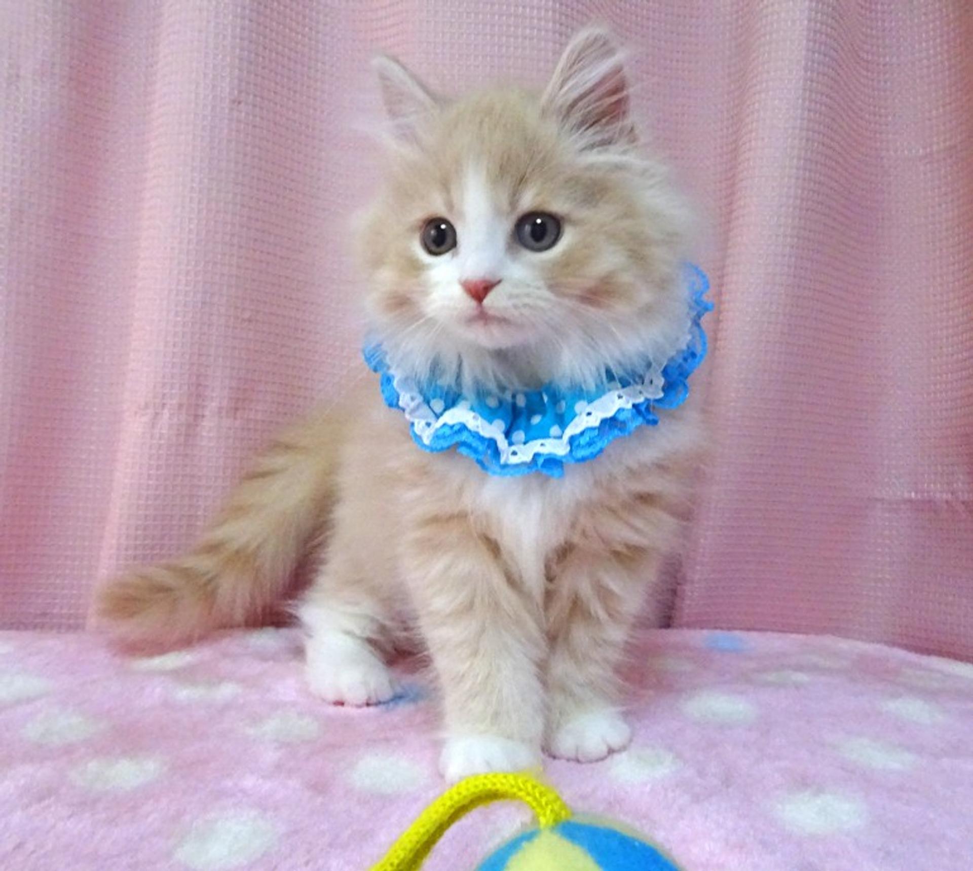 pet-image-5