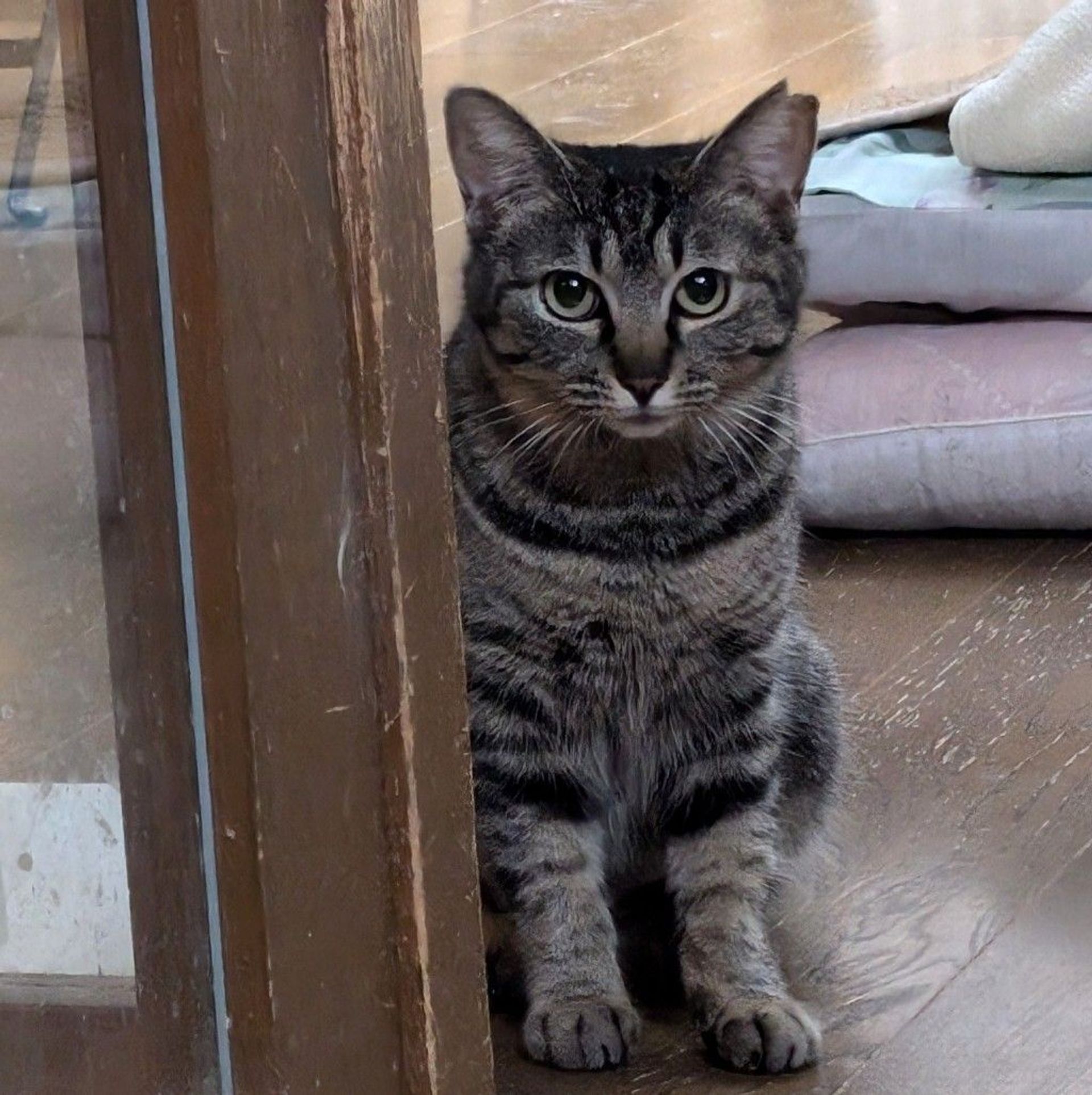 雑種（ミックス猫）・メスの里親募集の写真