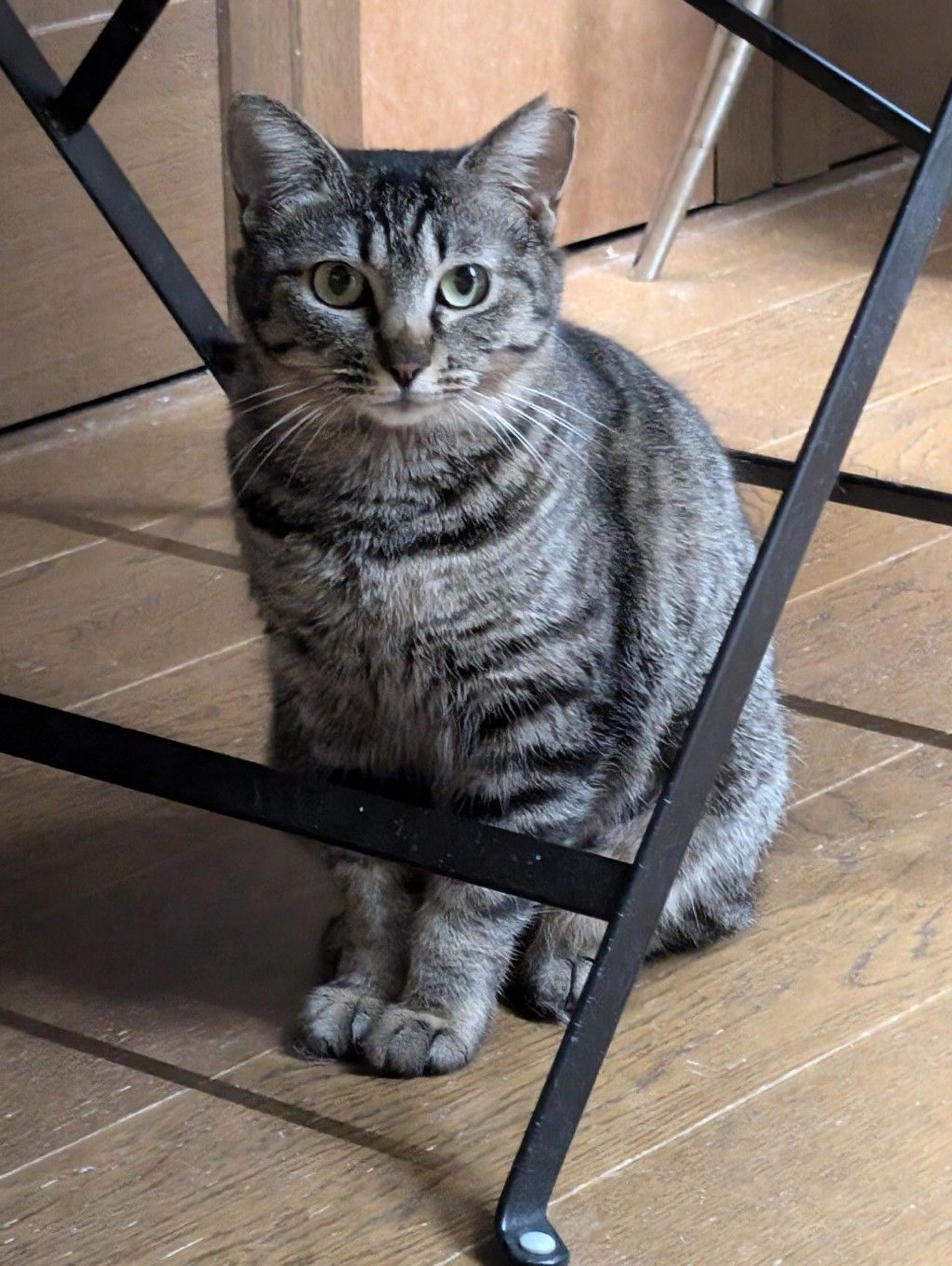pet-image-2