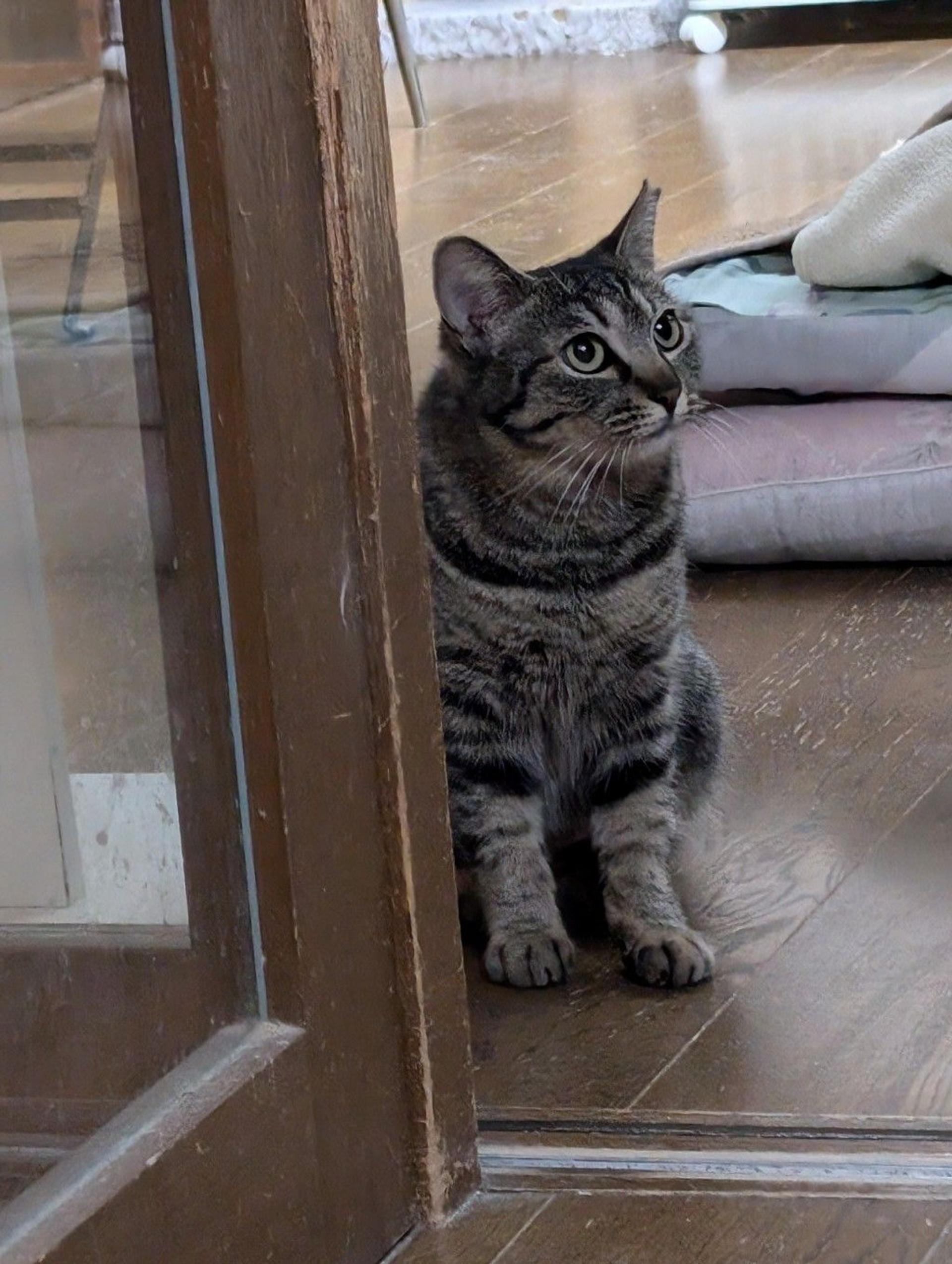 pet-image-3