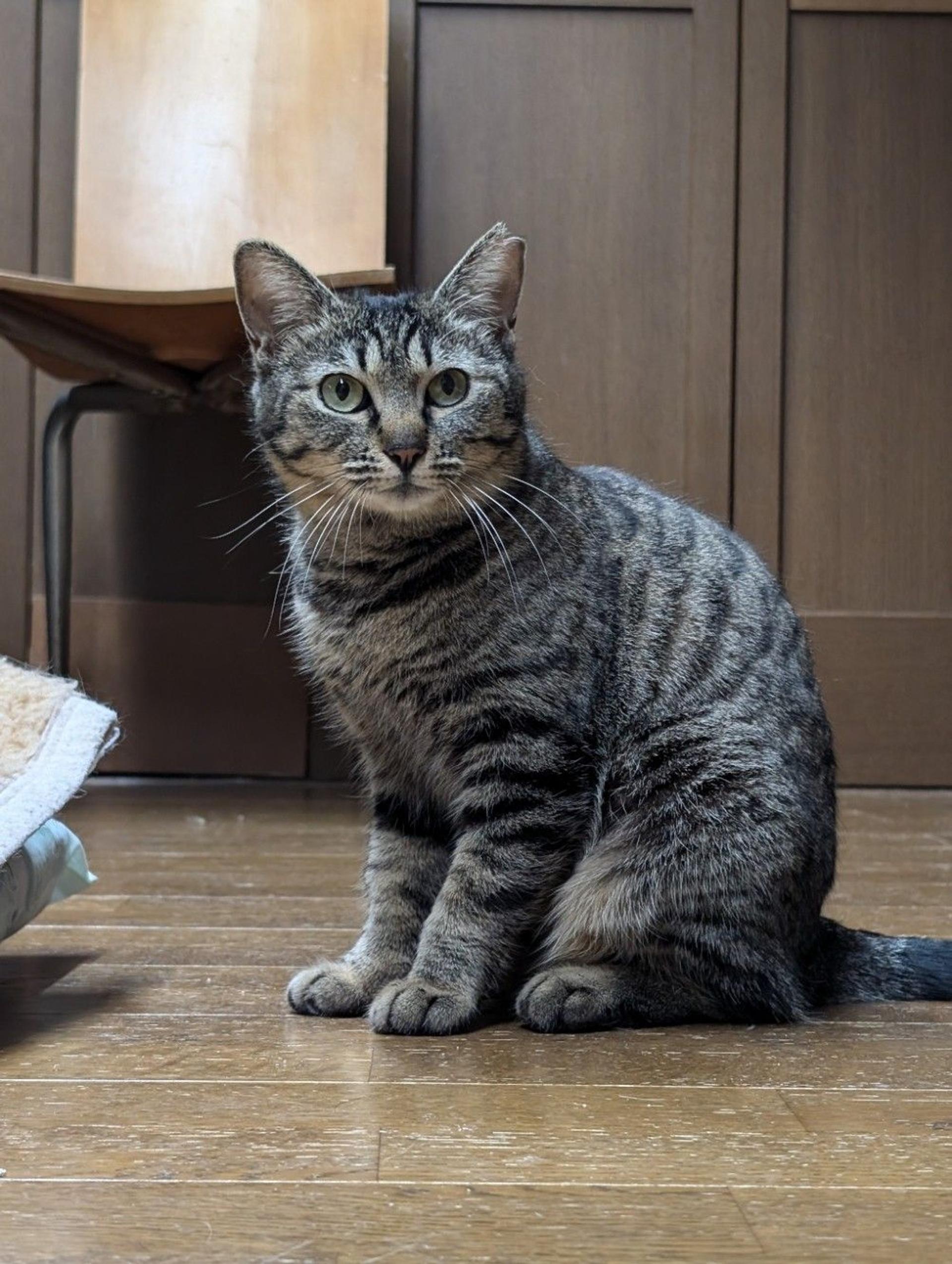pet-image-5