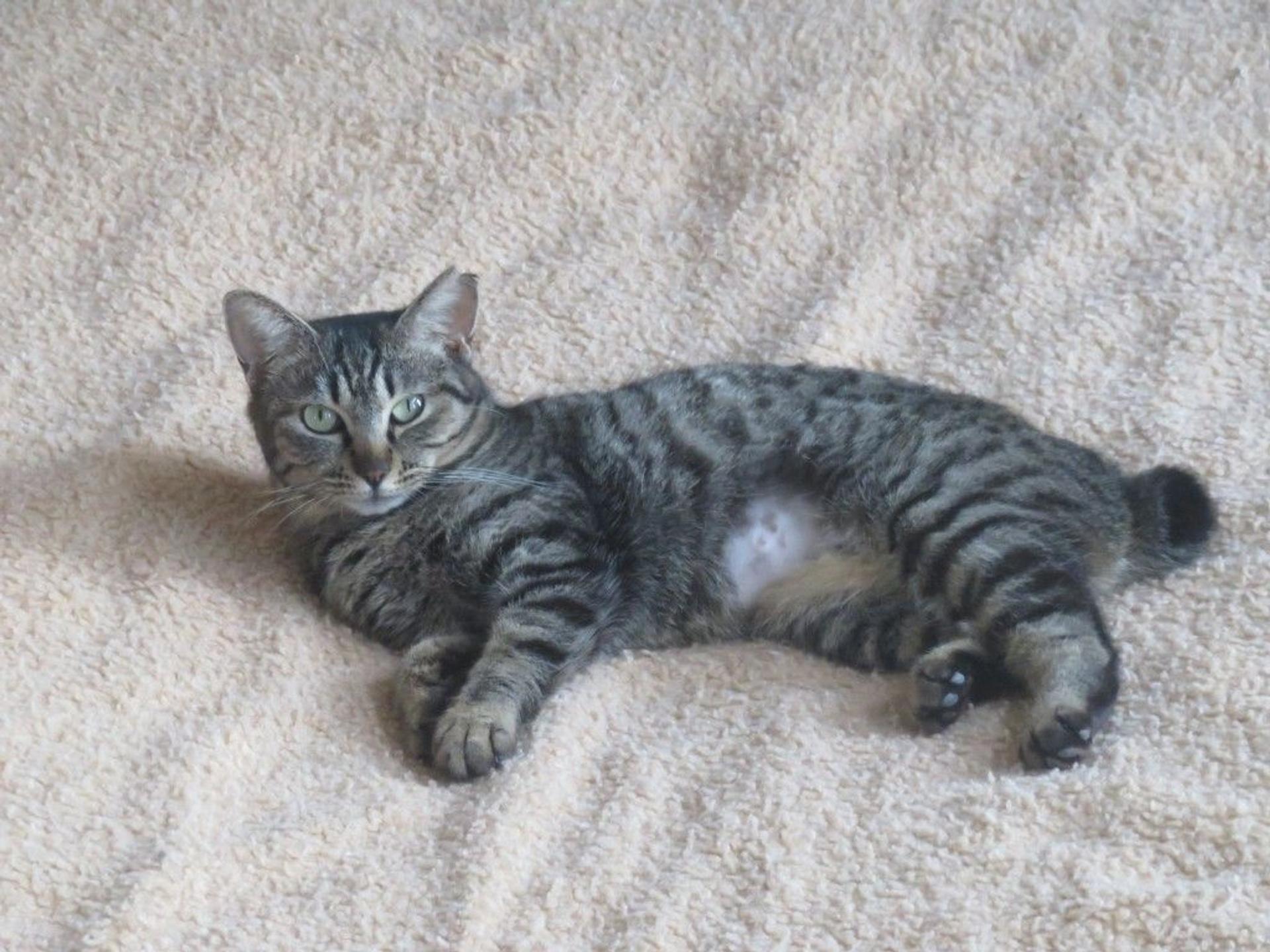 pet-image-6