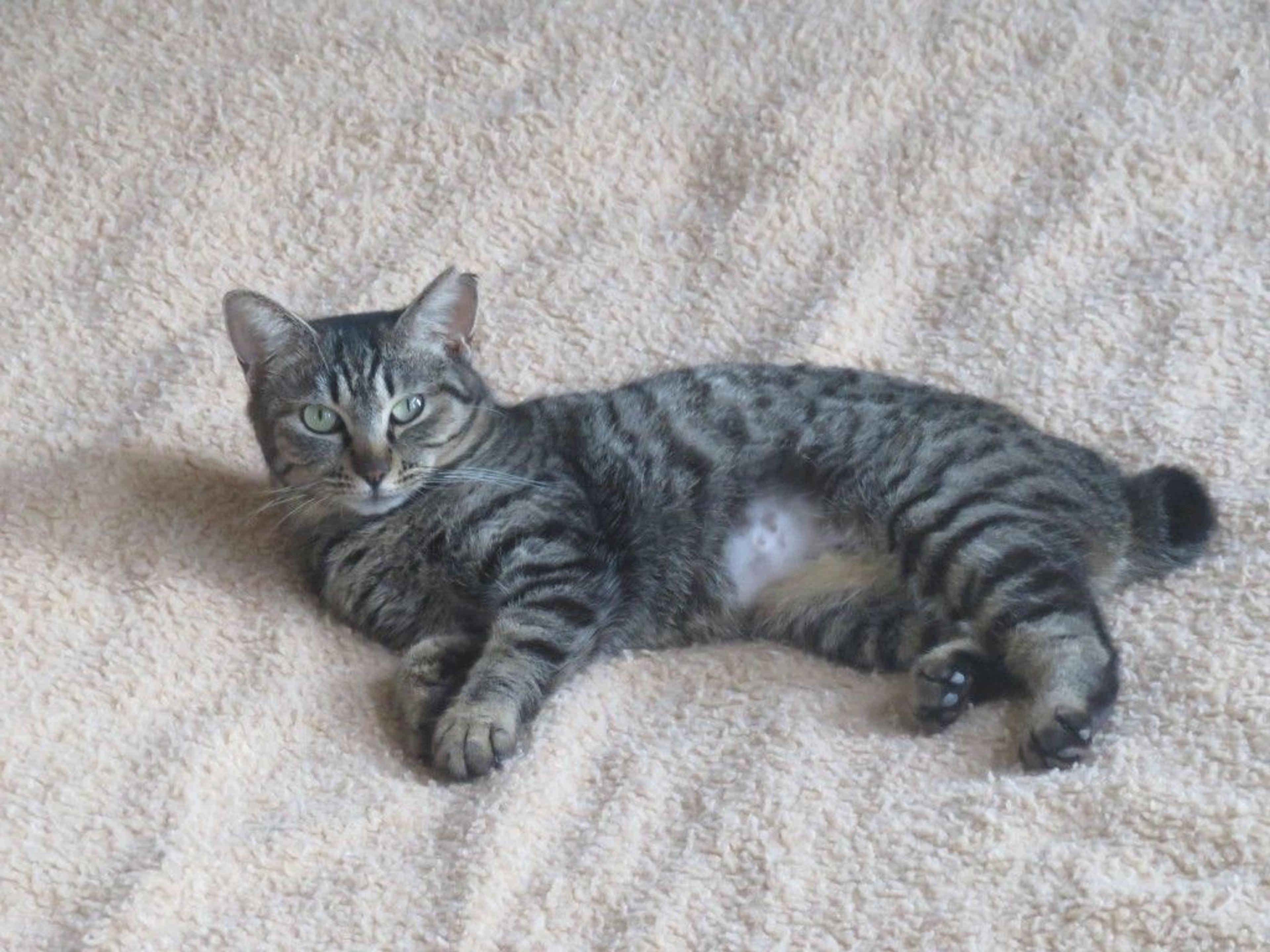 pet-image-6
