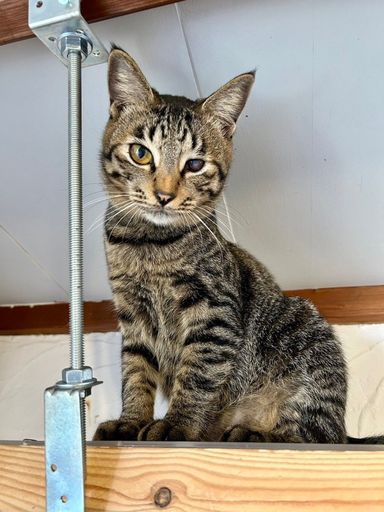 雑種（ミックス猫）・オスの里親募集の写真