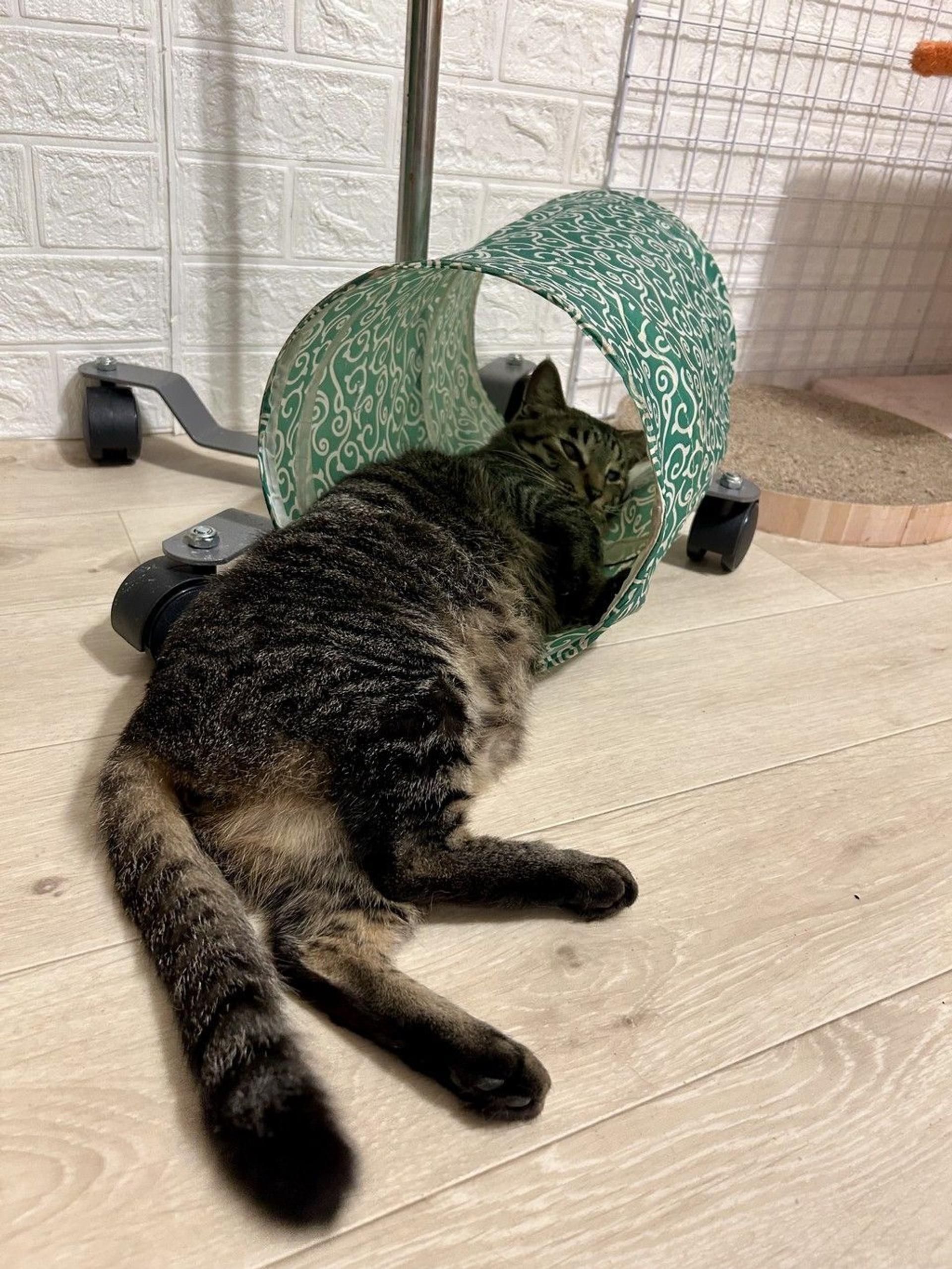 pet-image-8
