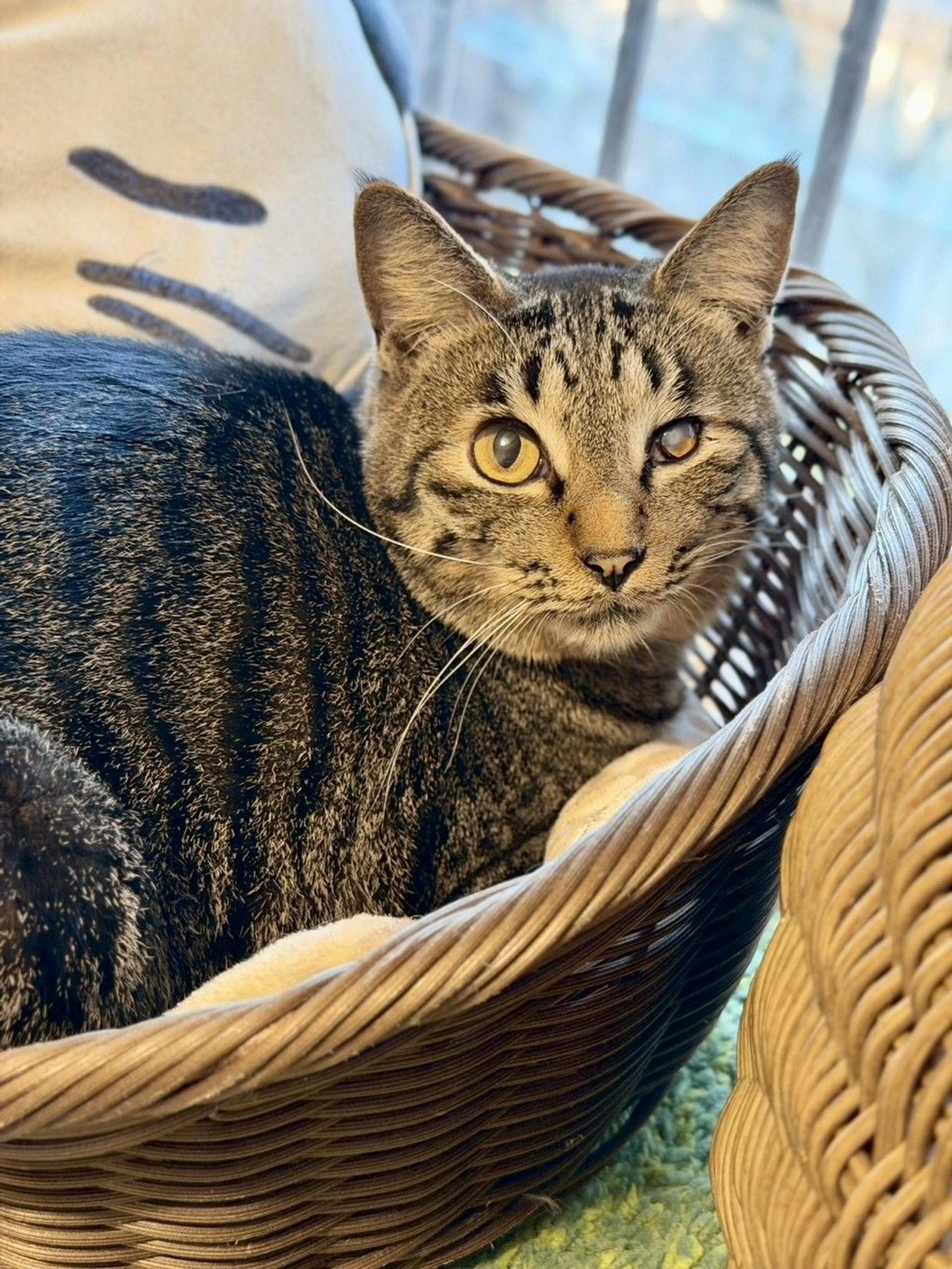 pet-image-9