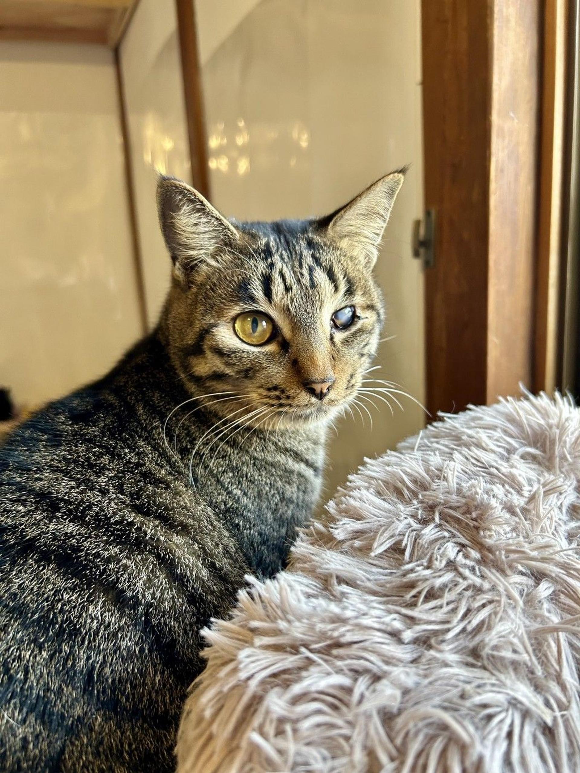 pet-image-10