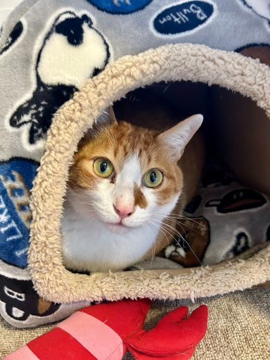 雑種（ミックス猫）・オスの里親募集の写真