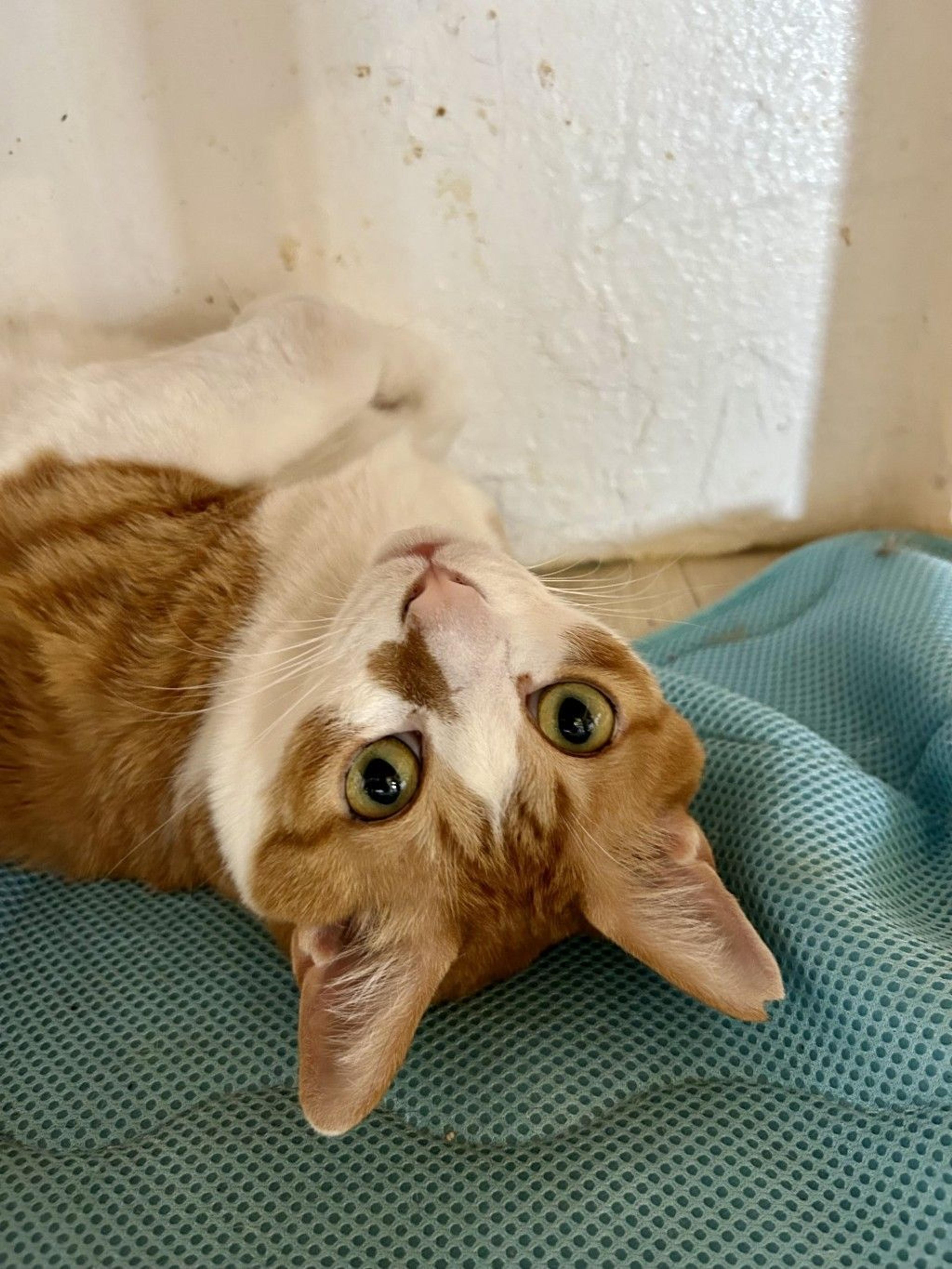pet-image-3