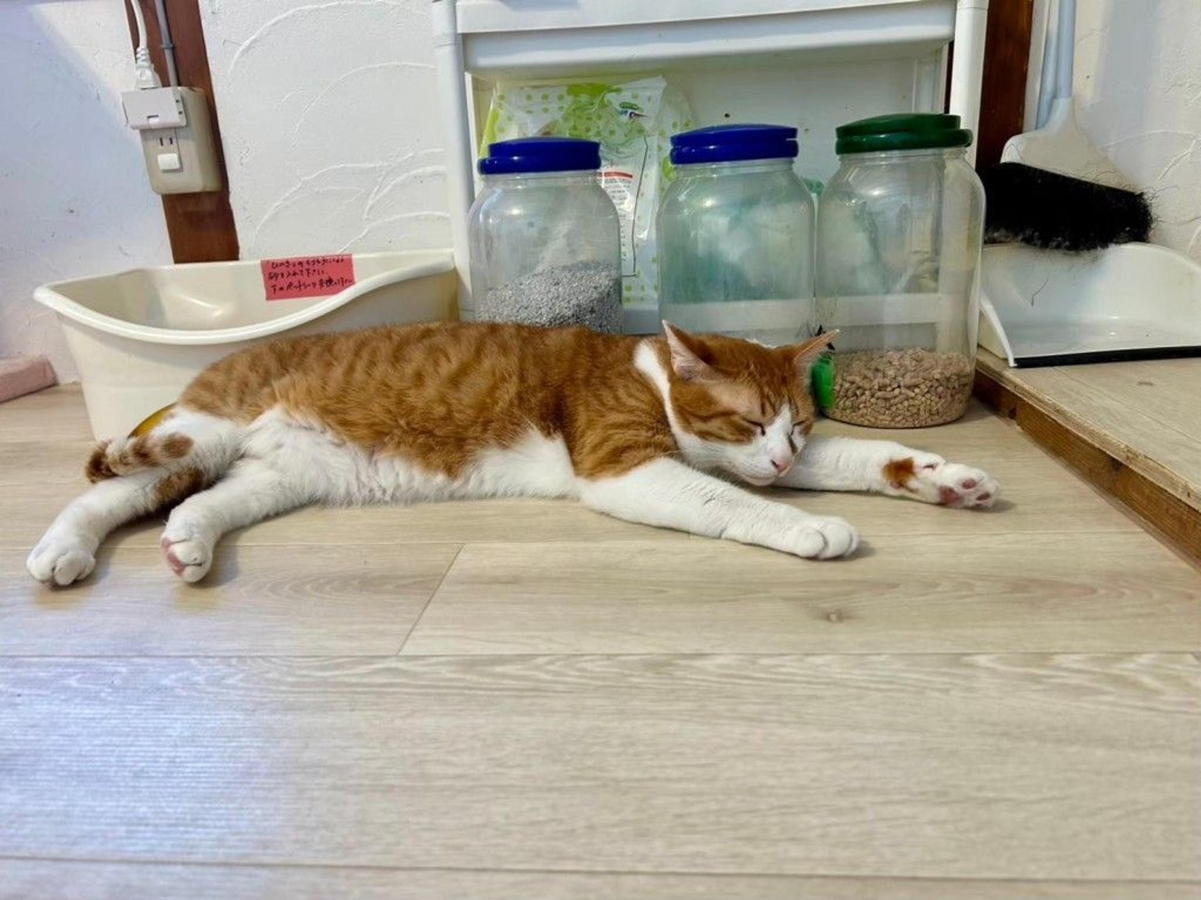 pet-image-7