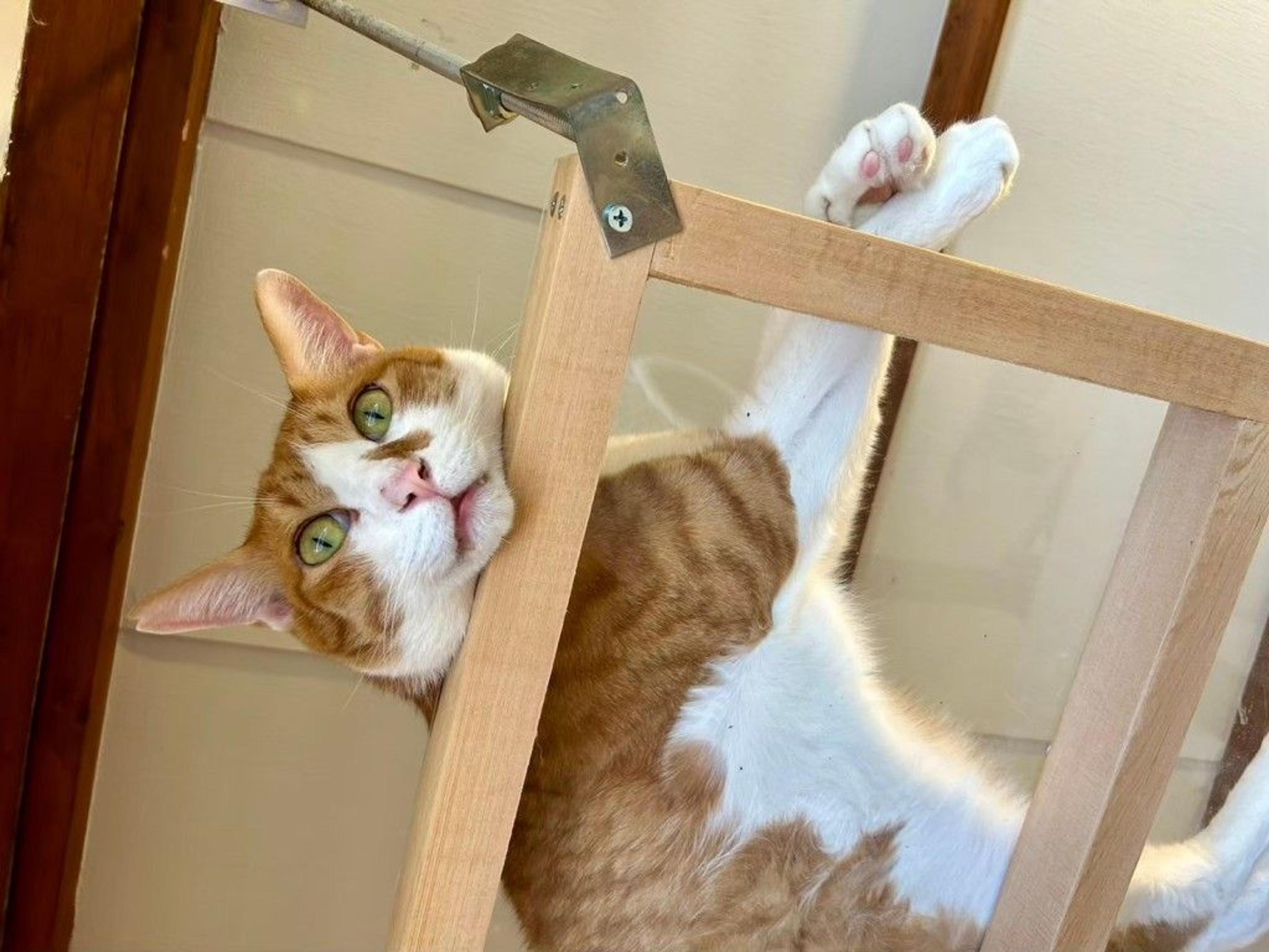 pet-image-8